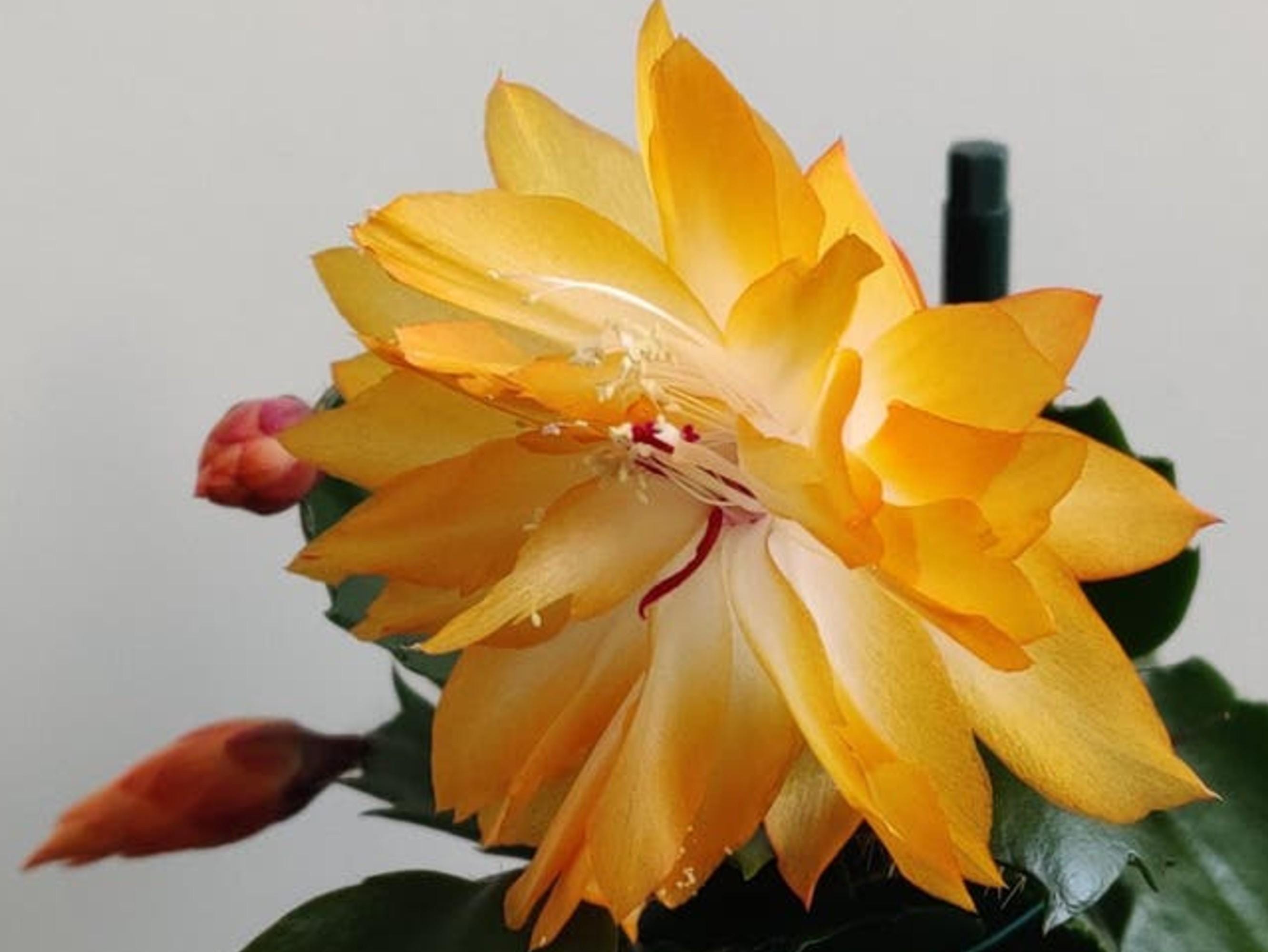 Schlumbergera Double Mango cutting
