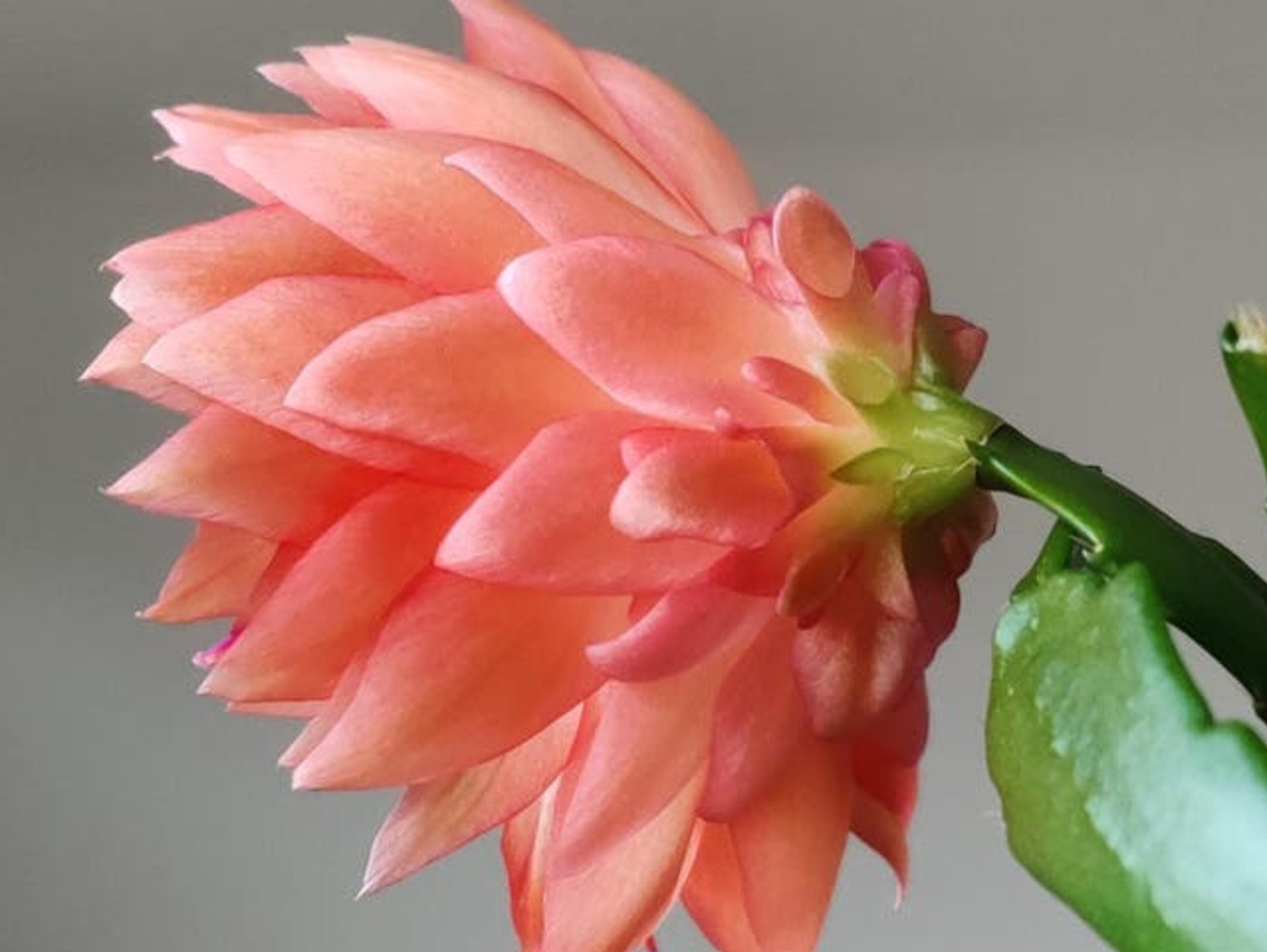 Schlumbergera Double Scarlet cutting