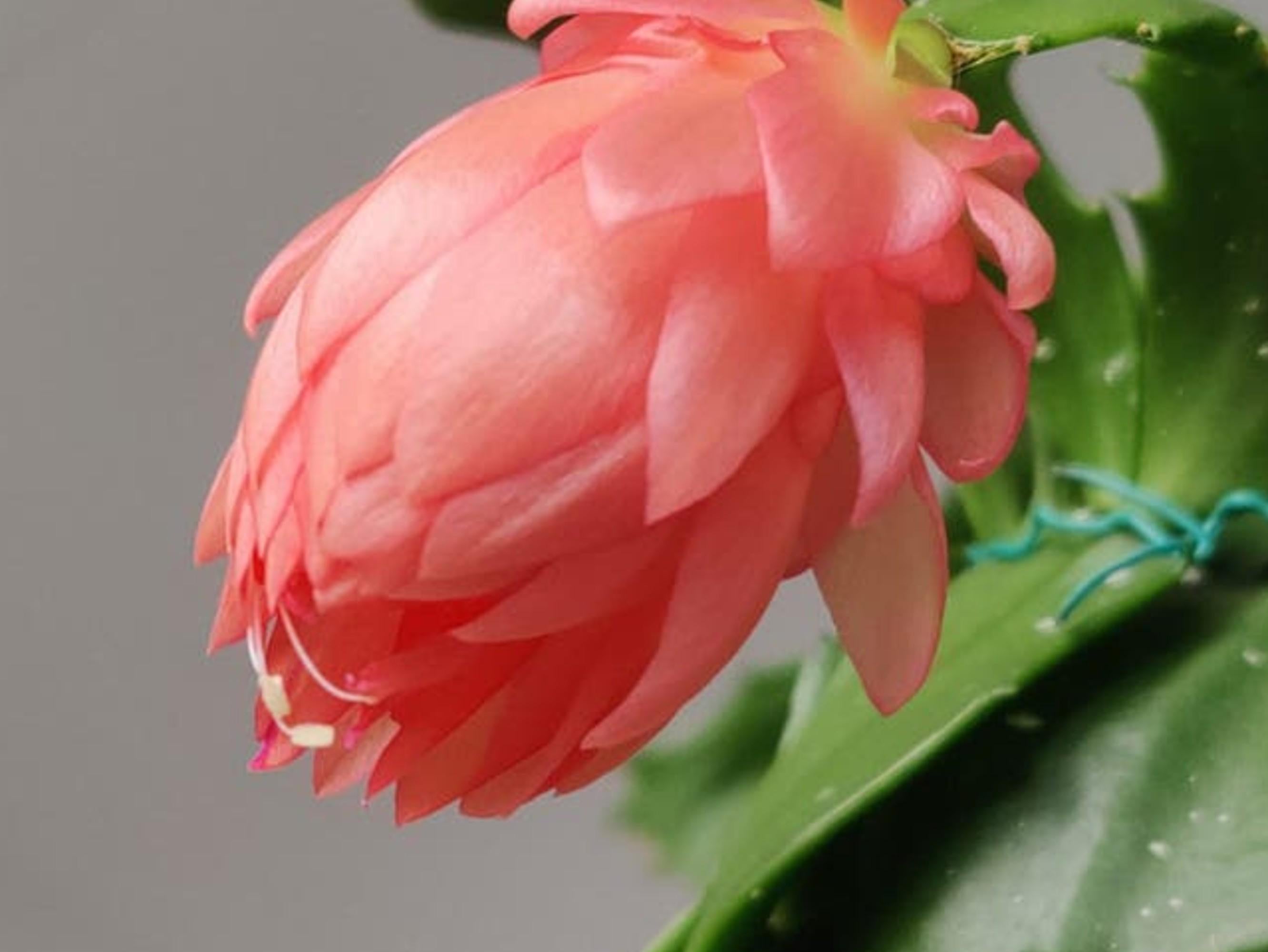 Schlumbergera Double Scarlet cutting