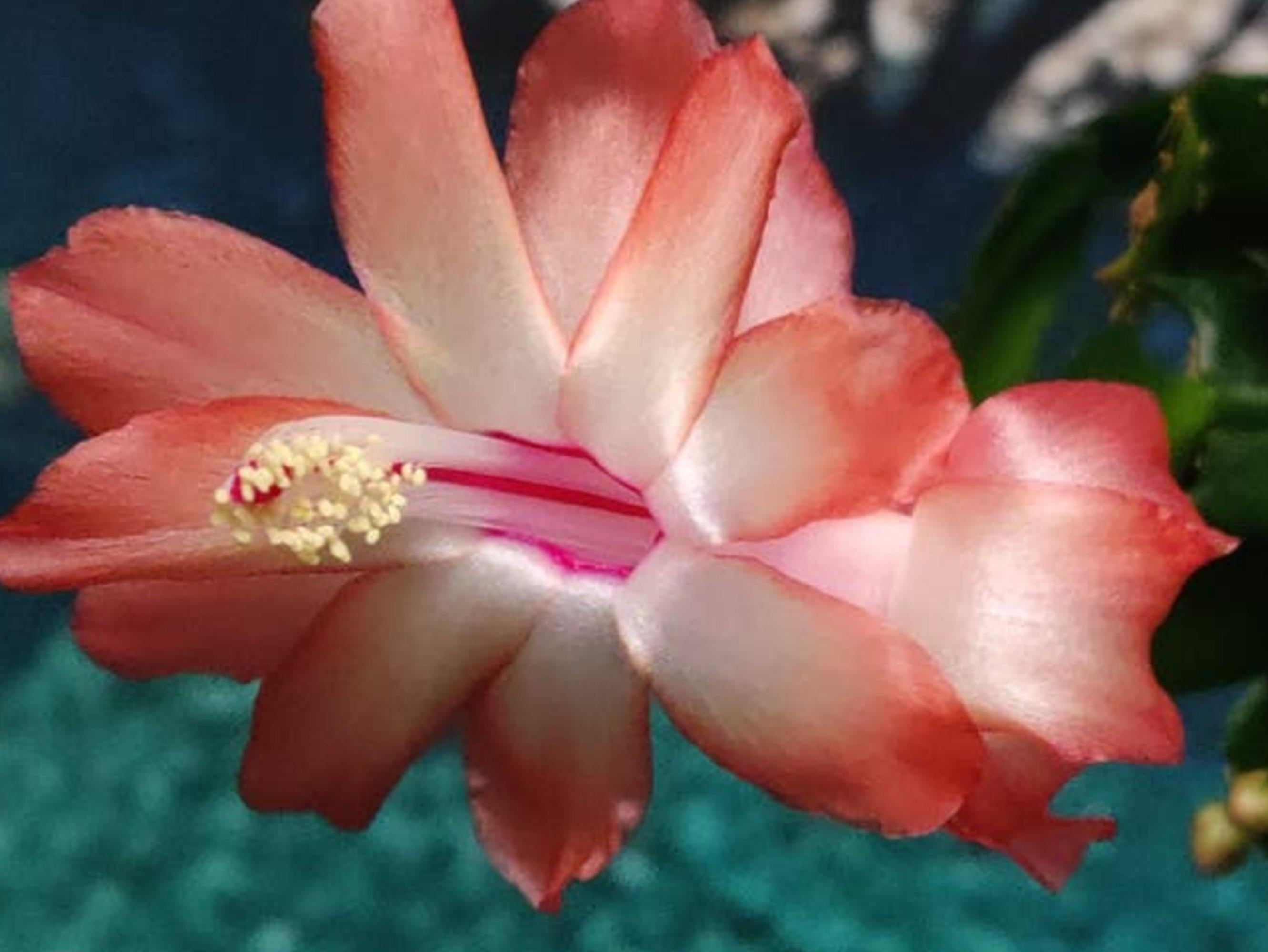 Schlumbergera Dulcinea cutting