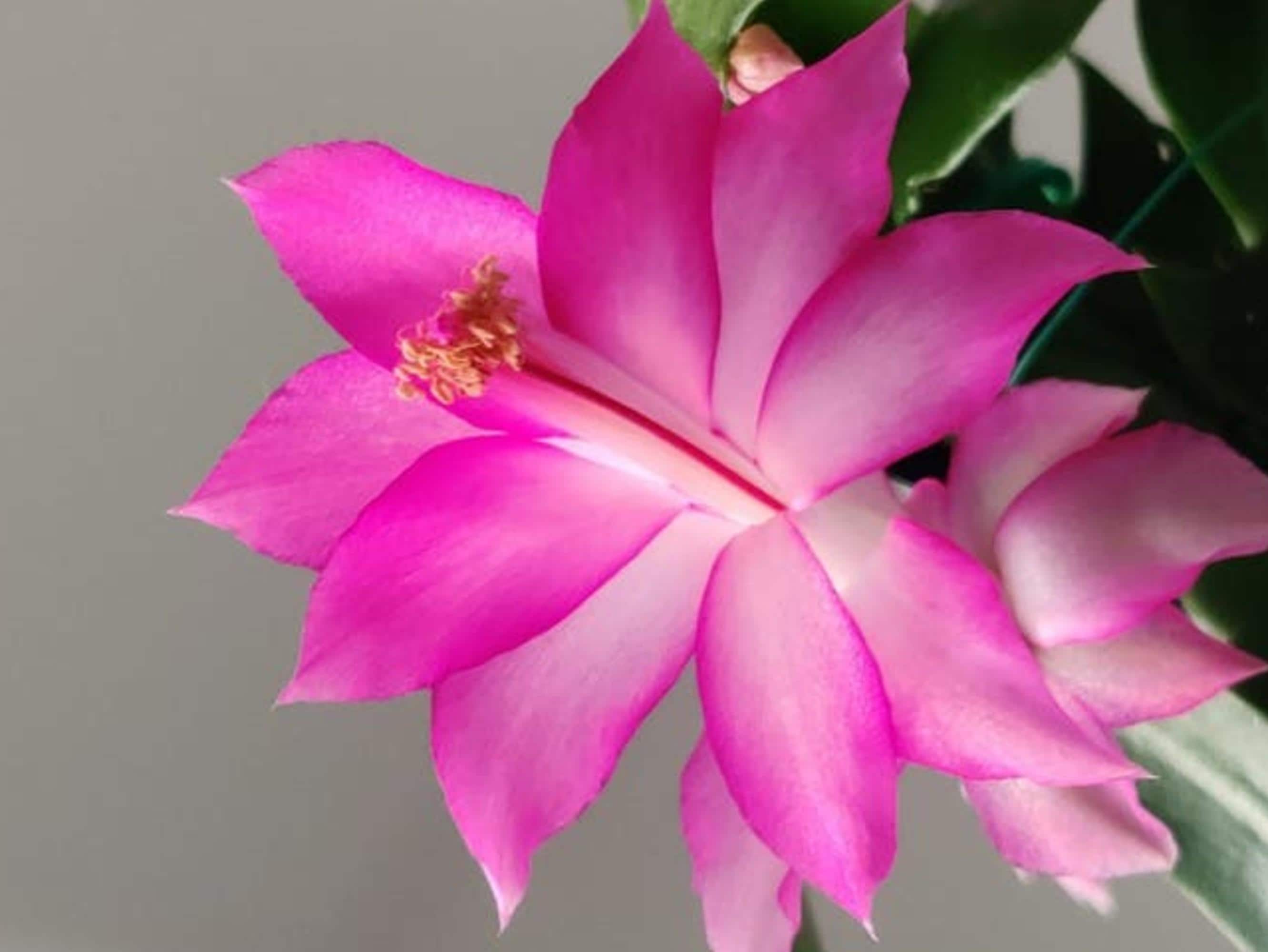Schlumbergera Reginae Reading Queen cutting