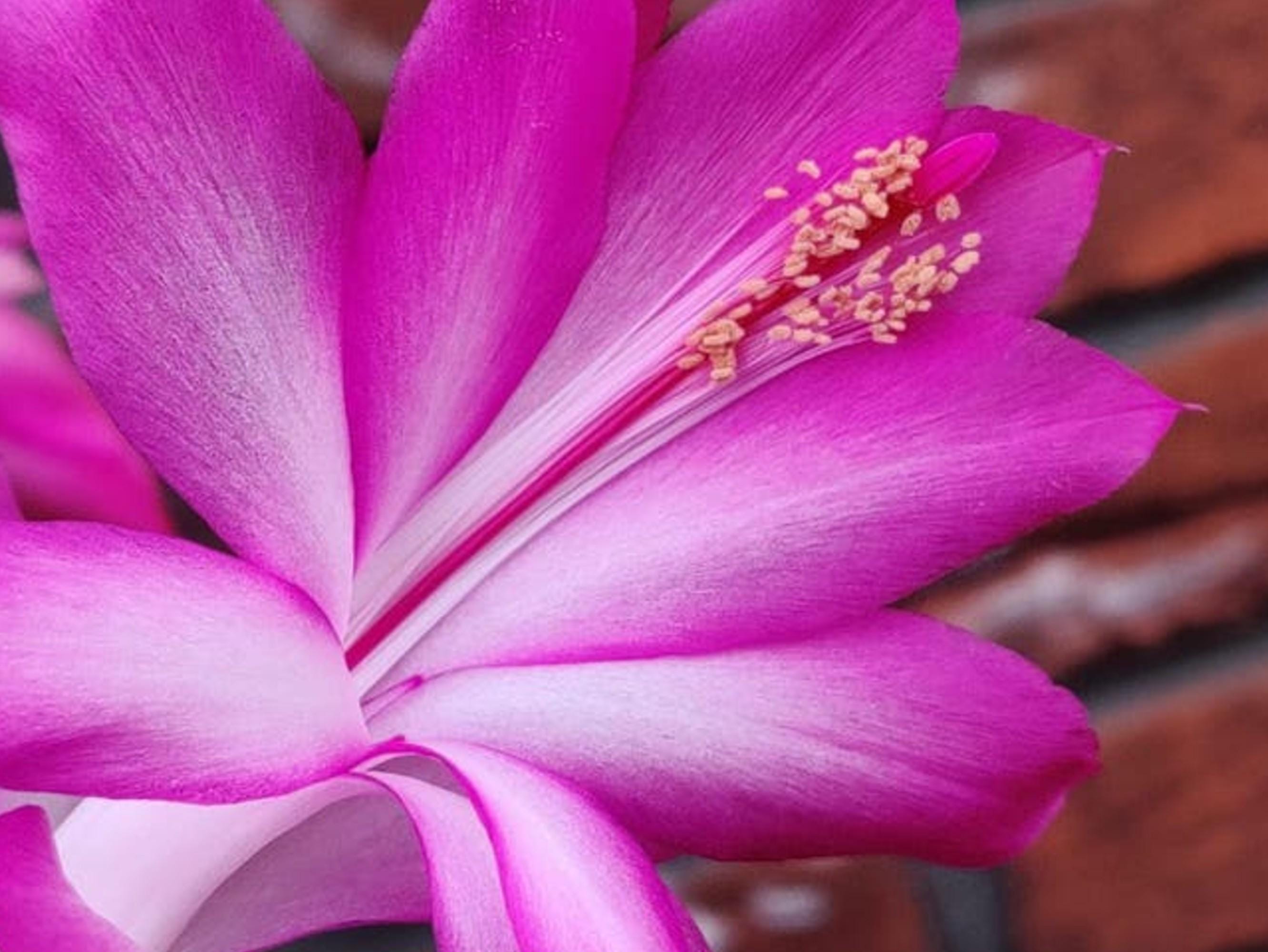 Schlumbergera Reginae Reading Queen cutting