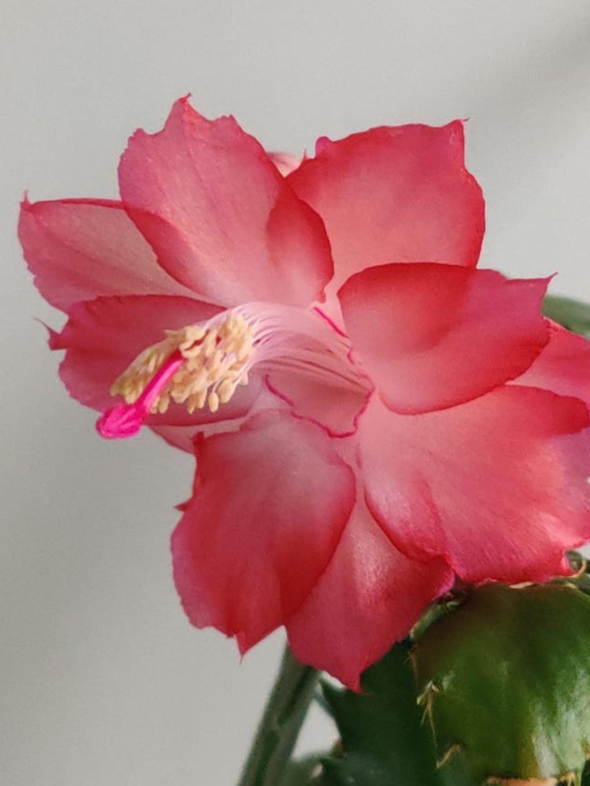 Schlumbergera Rosebud cutting
