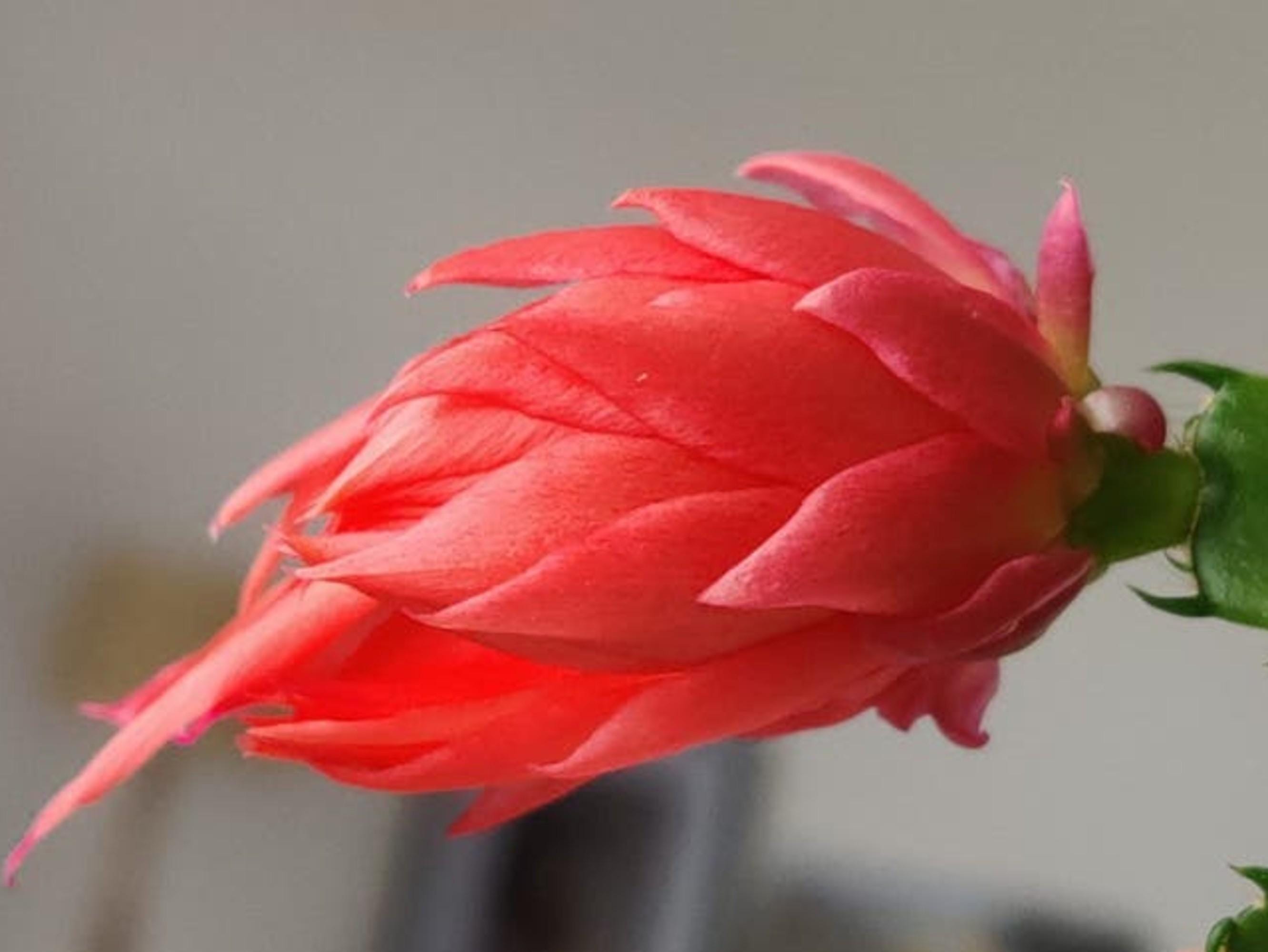 Schlumbergera Royal Velvet Double cutting