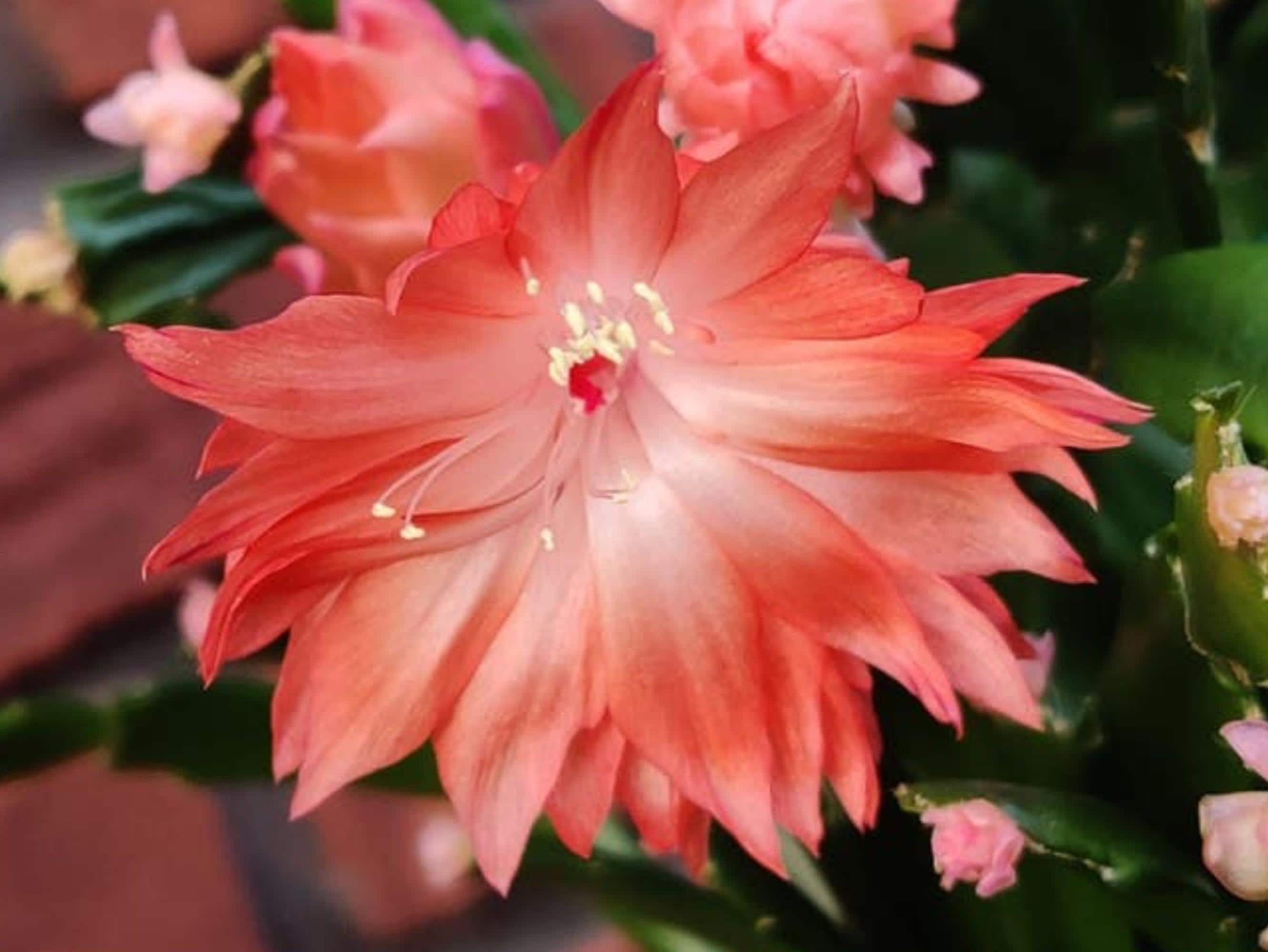 Schlumbergera Royal Velvet Double cutting