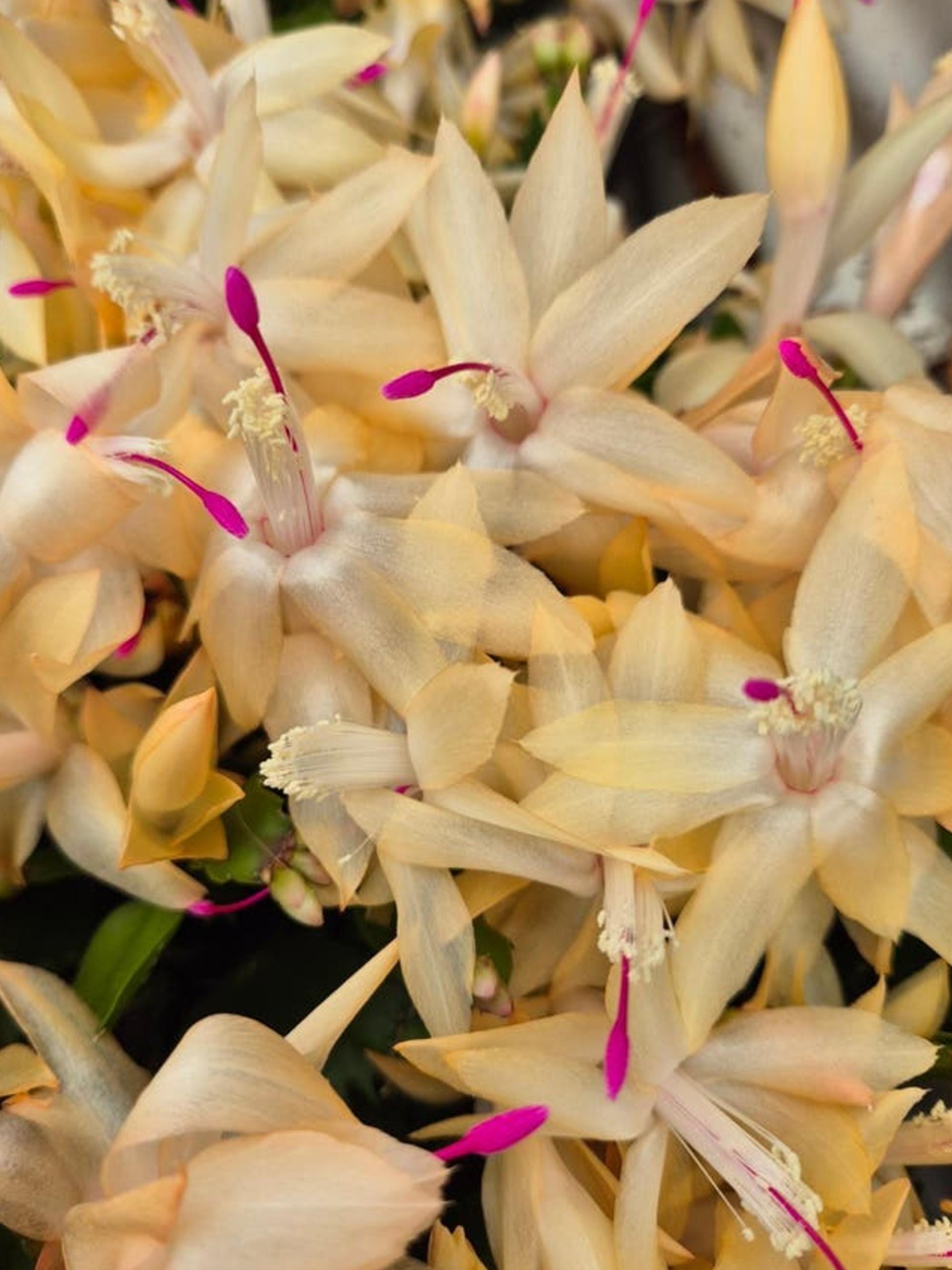 Schlumbergera Yellow cutting