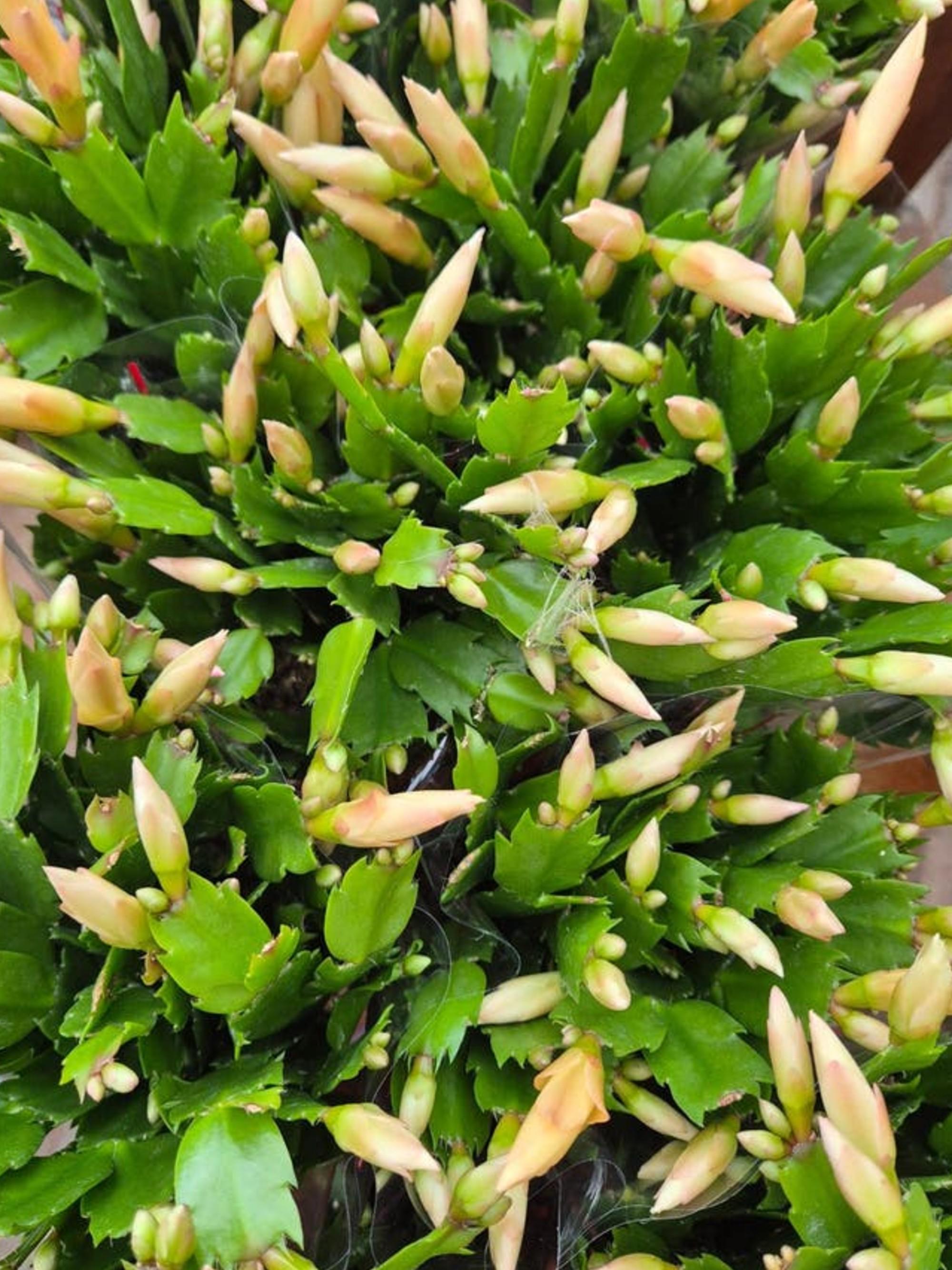Schlumbergera Yellow cutting