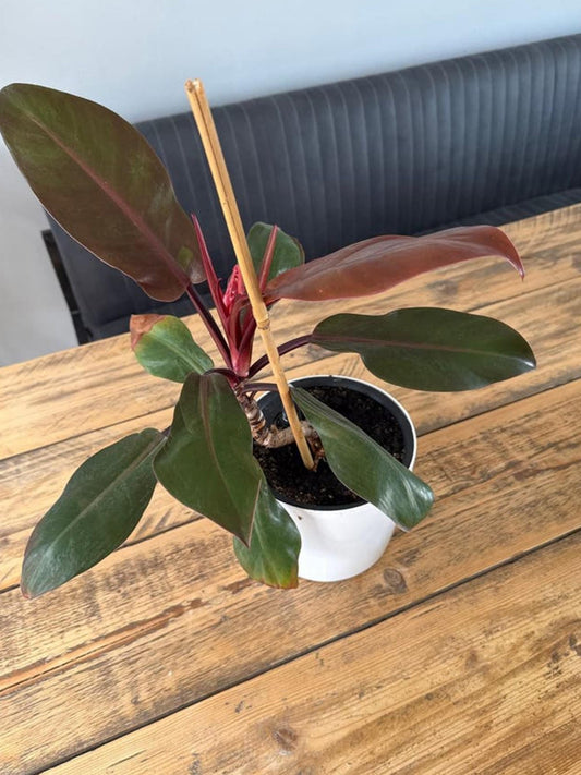 Philodendron Imperial Red cutting