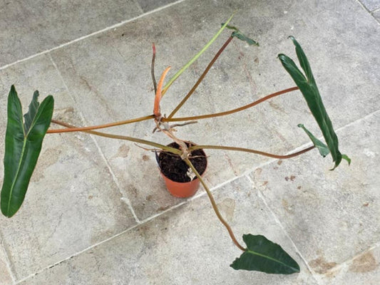 Philodendron Billietiae cutting