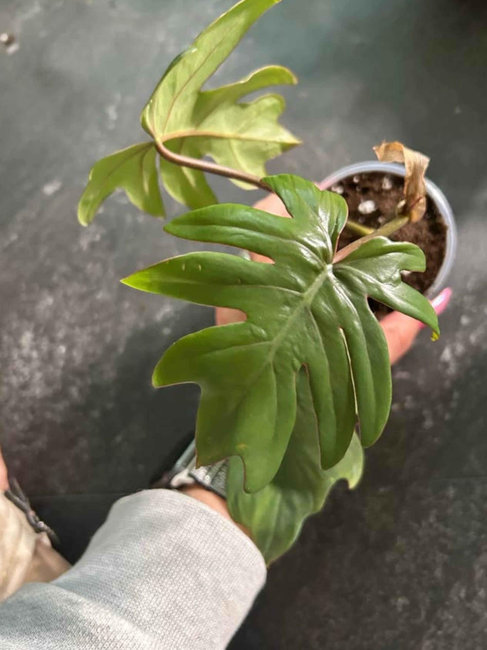 Philodendron Mayoi cutting