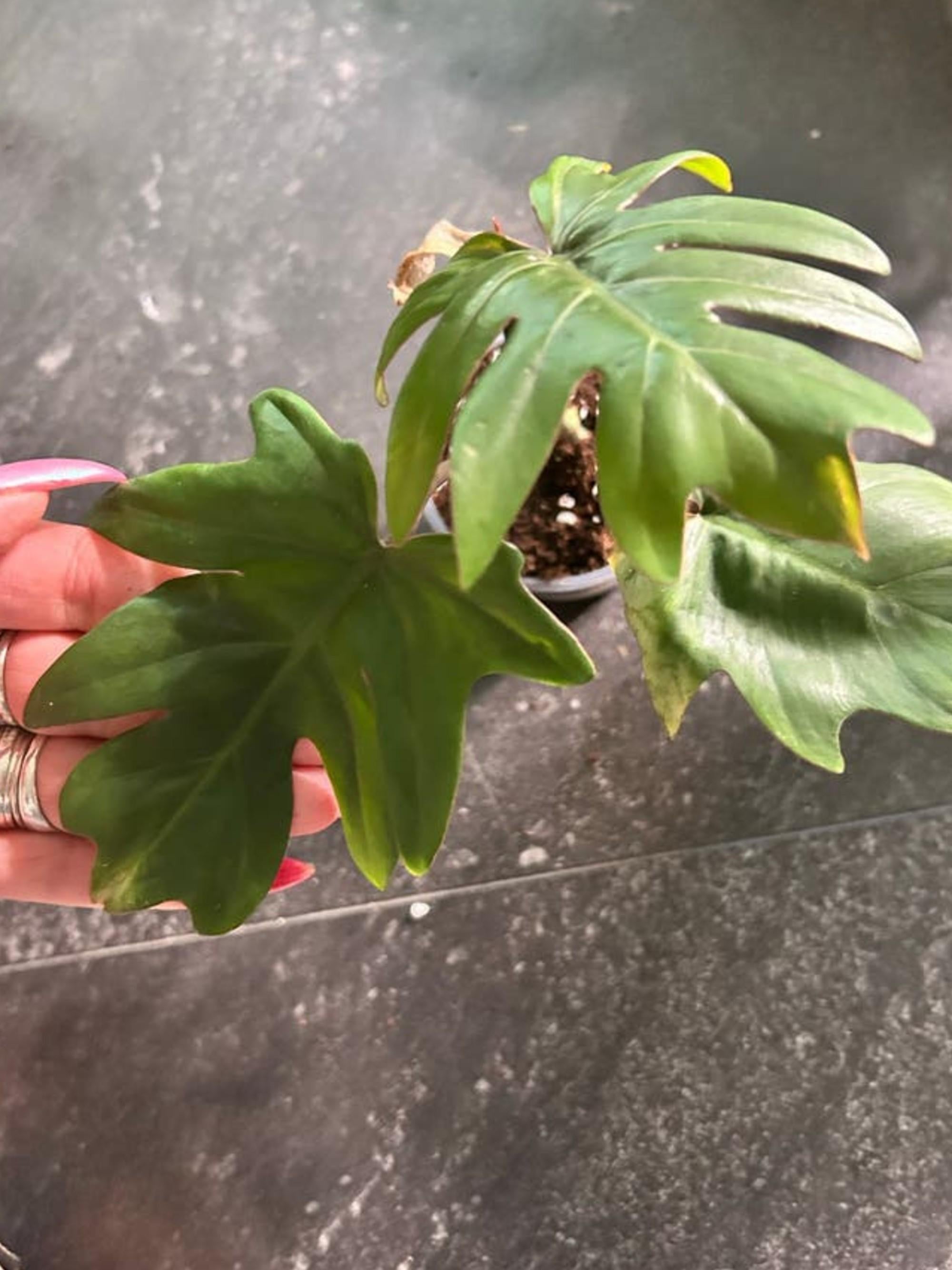 Philodendron Mayoi cutting