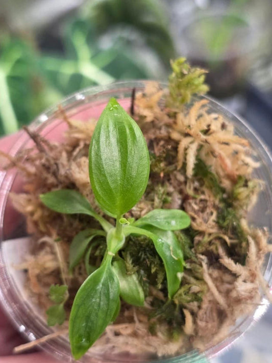 Philodendron Esmeraldense cutting