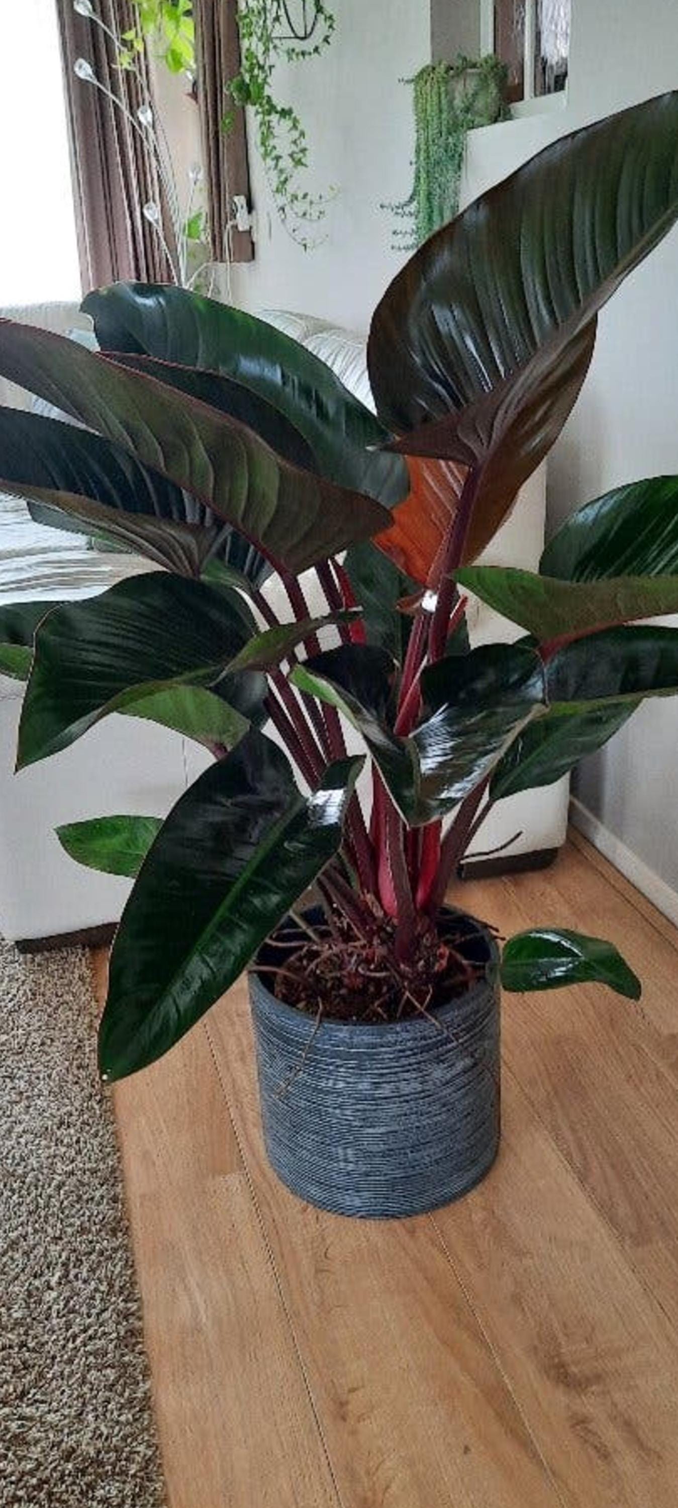 Philodendron Rojo Congo cutting