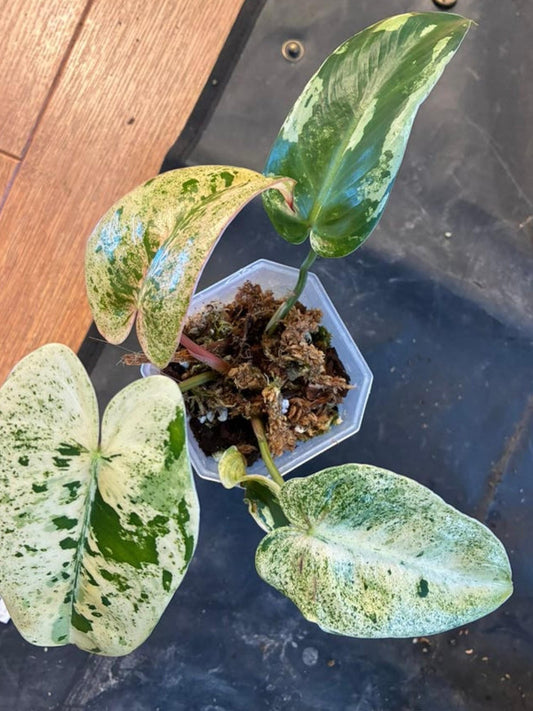Philodendron Ilsemanii cutting