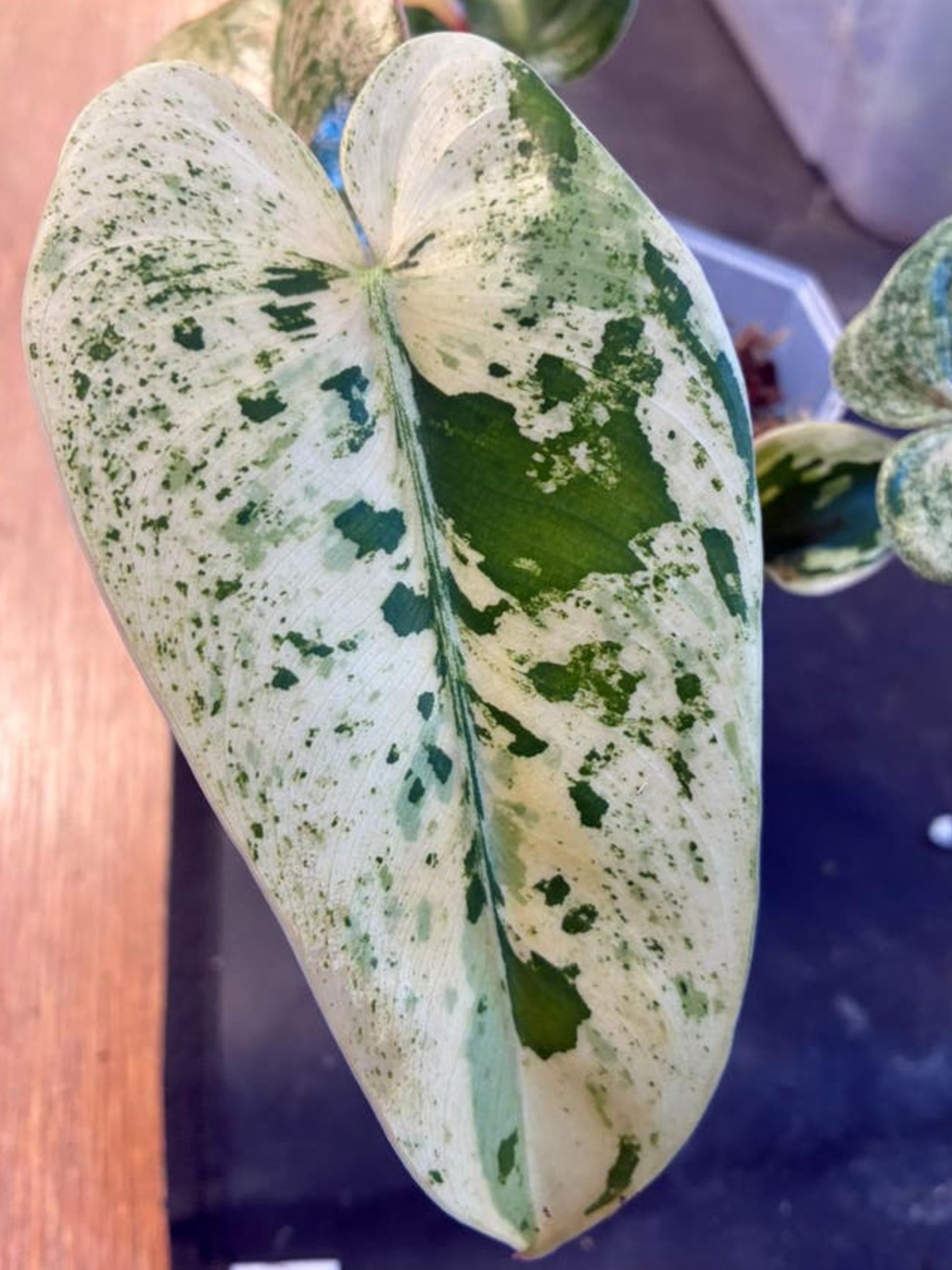 Philodendron Ilsemanii cutting