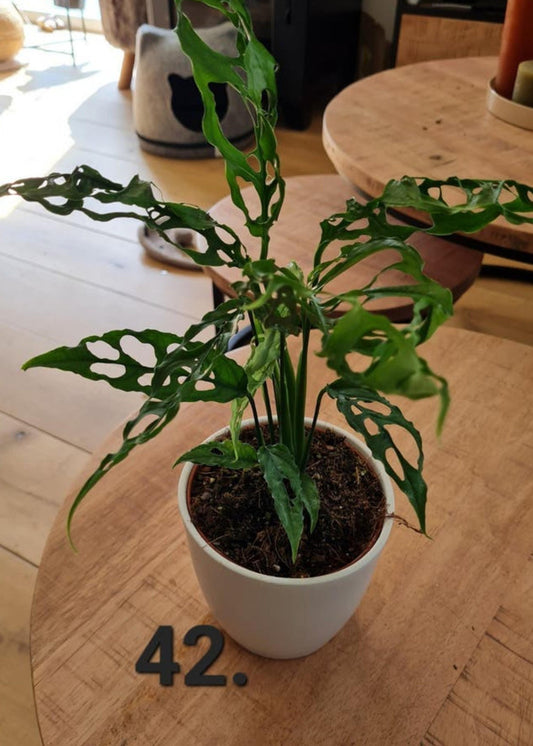 Monstera Obliqua Cutting – rare plant for sale