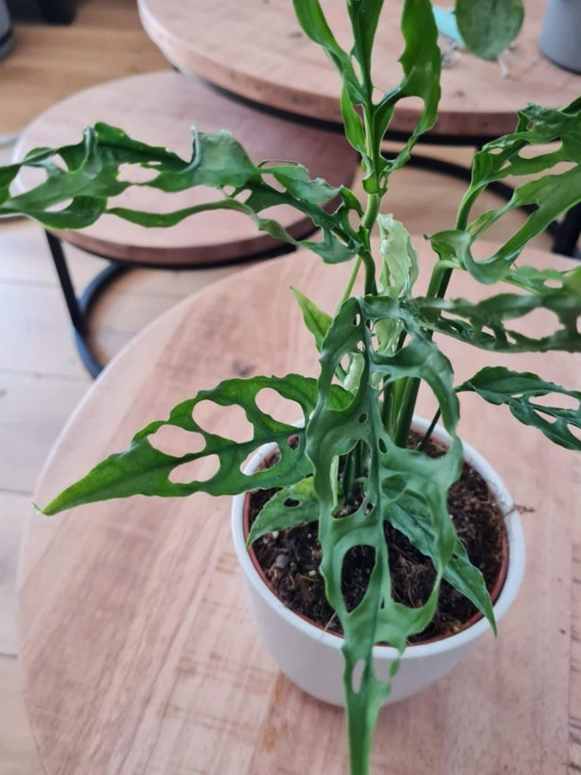 Monstera Obliqua Cutting – photo 2