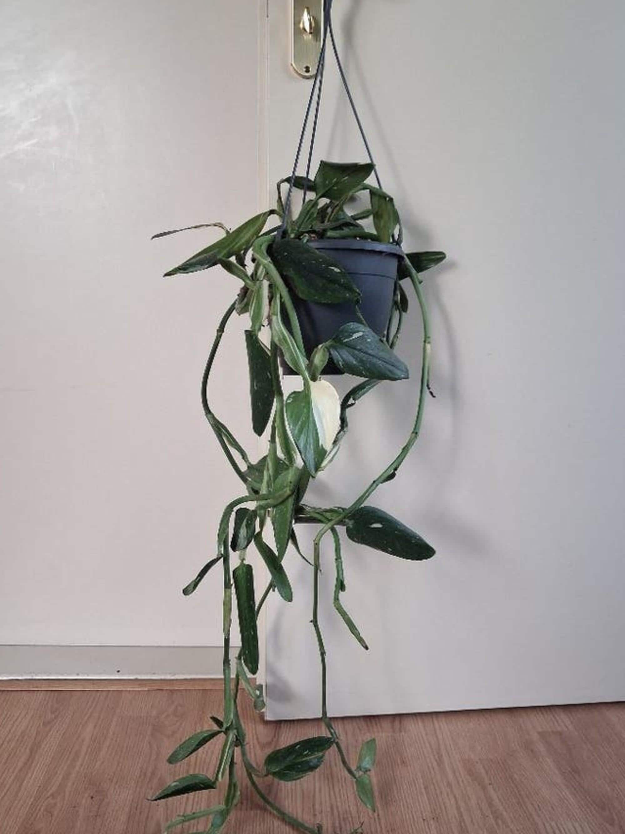 Monstera Standleyana Cutting – rare plant for sale
