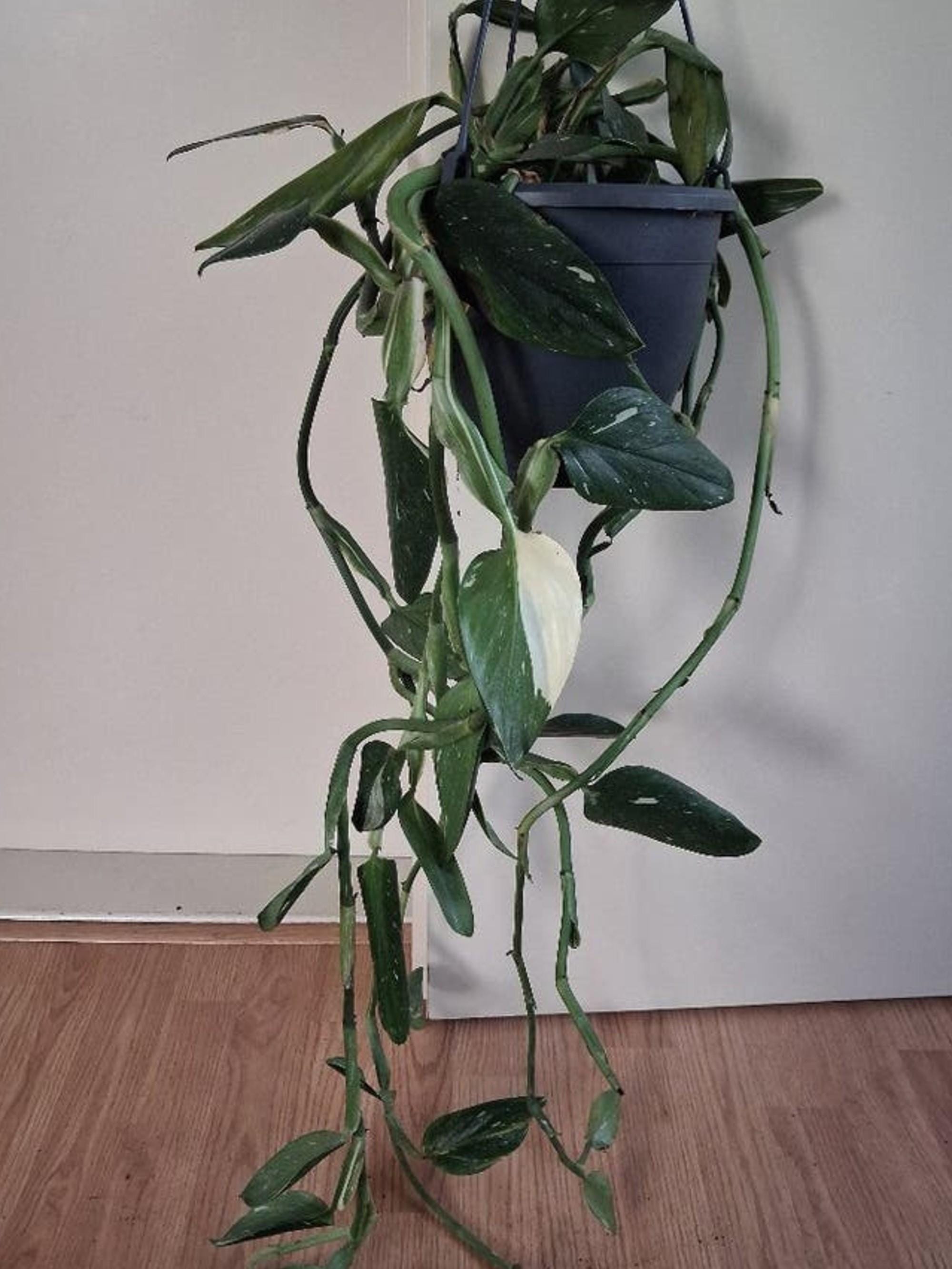 Monstera Standleyana Cutting – photo 2