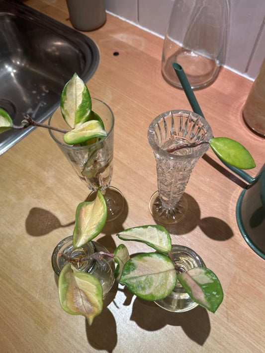 Hoya Carnosa Krimson Princess cutting