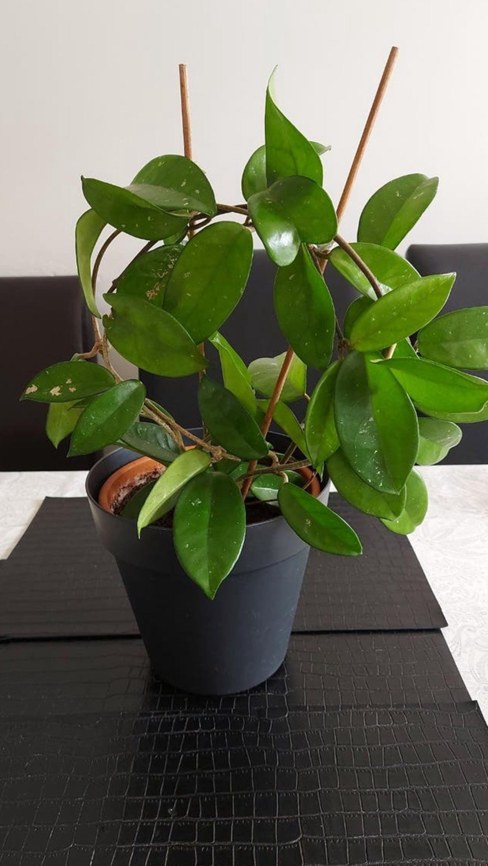 Hoya Carnosa Cutting – rare plant for sale
