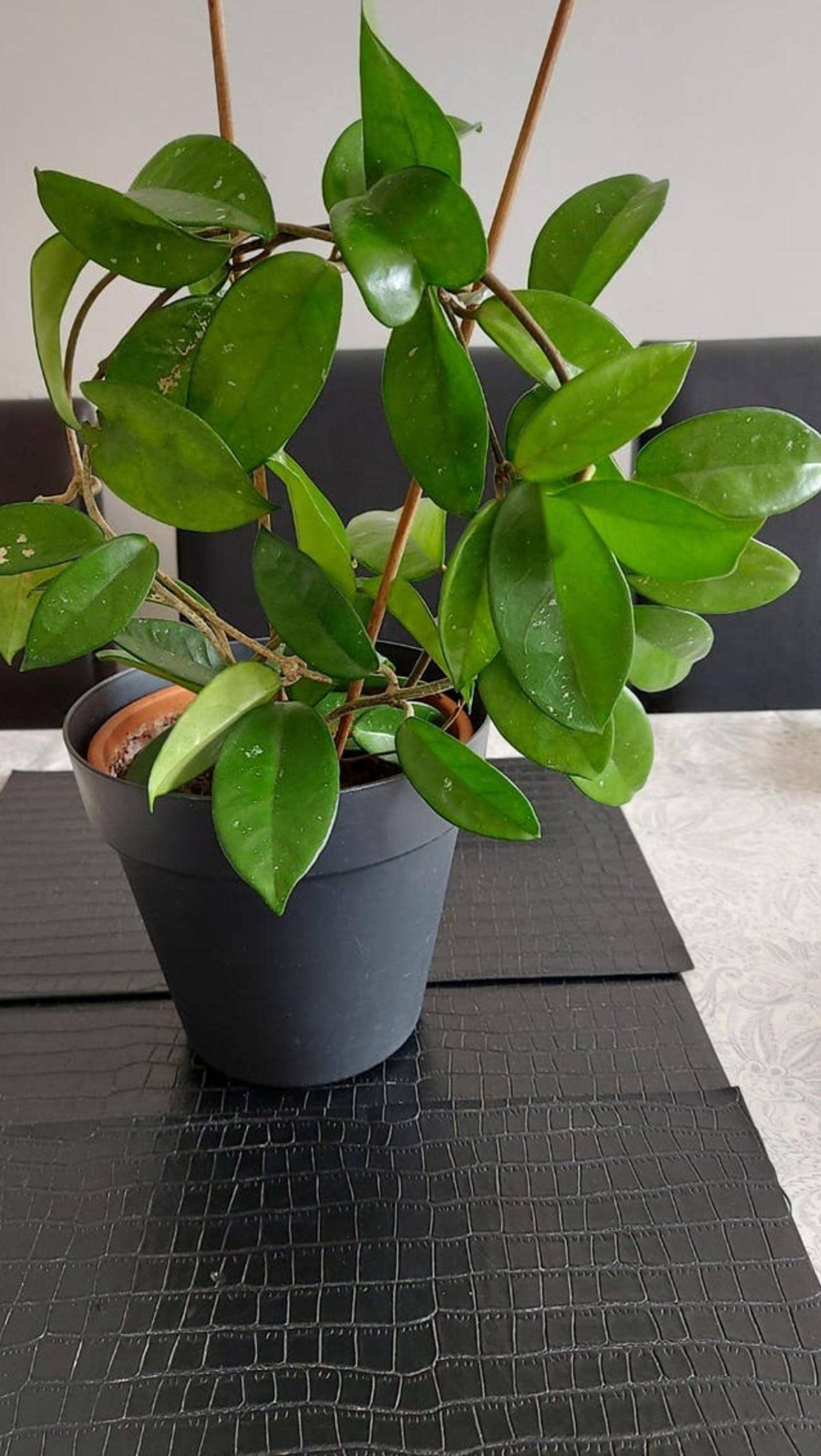 Hoya Carnosa Cutting – photo 2