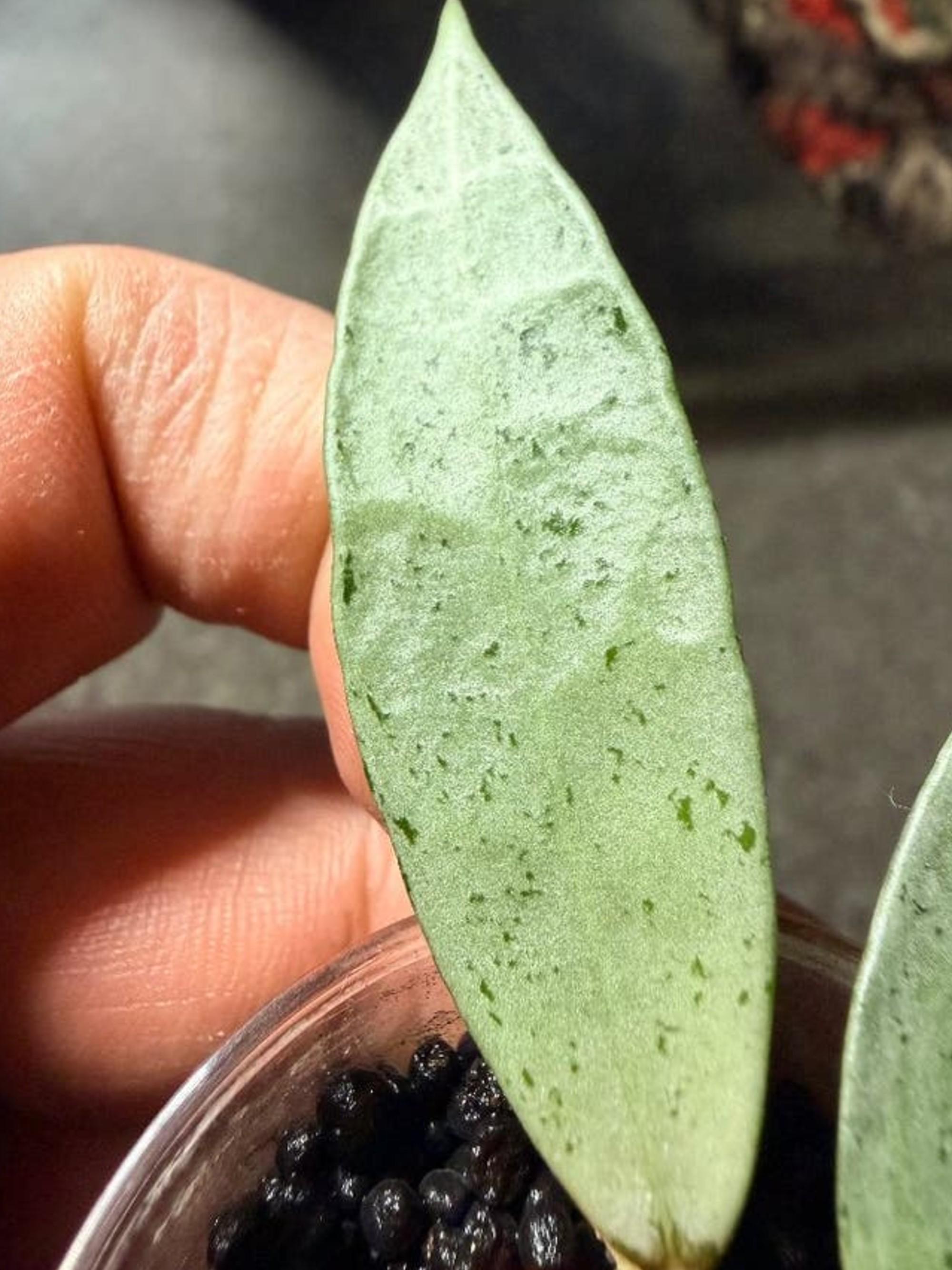 Hoya Lacunosa Winter Pandora cutting