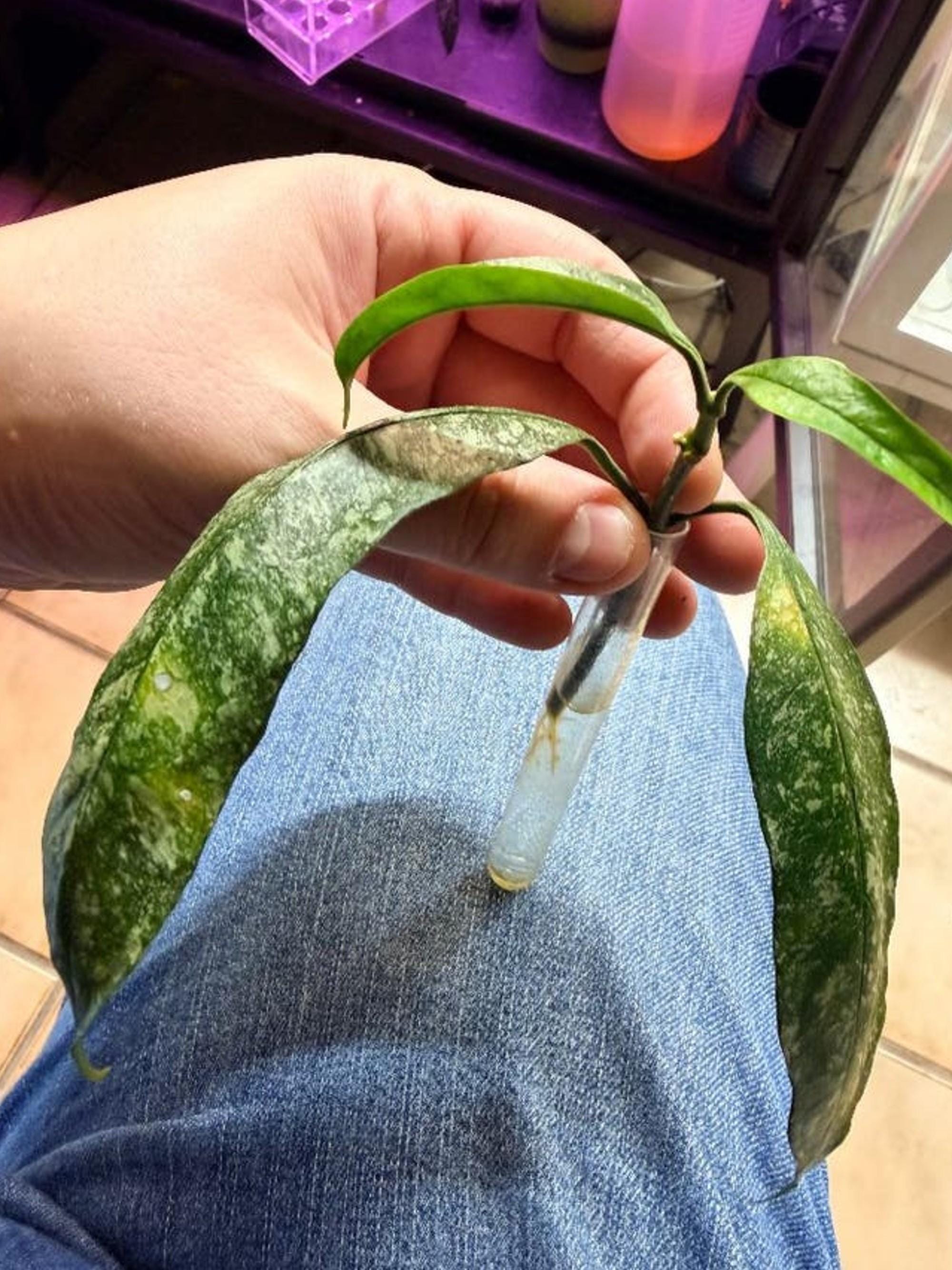 Hoya Multiflora Splash cutting