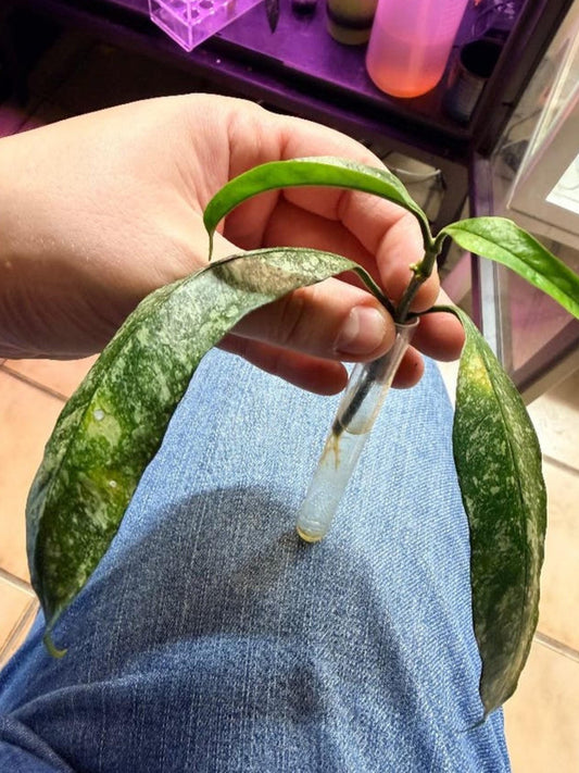 Hoya Multiflora Splash cutting