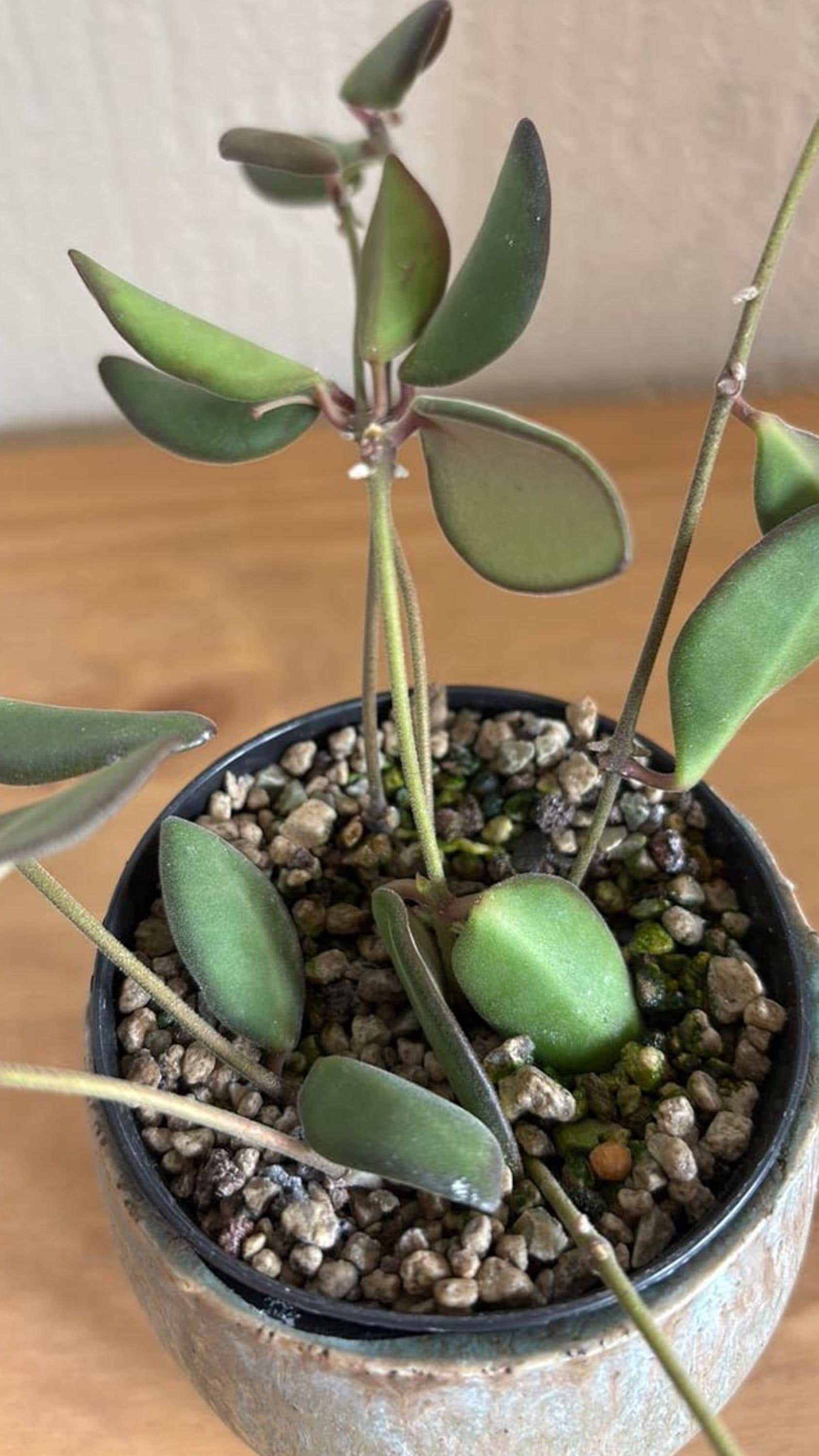 Hoya sp. aff. Burtoniae cutting