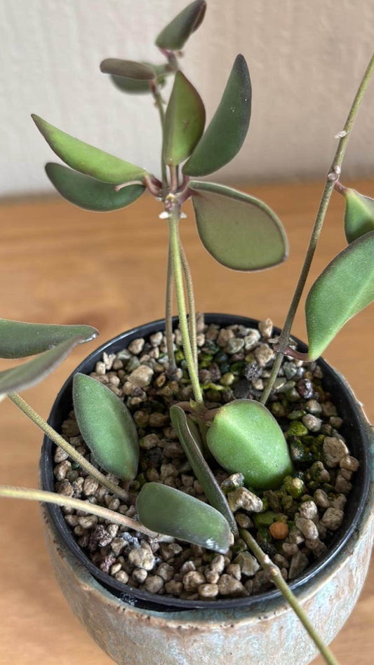Hoya sp. aff. Burtoniae cutting