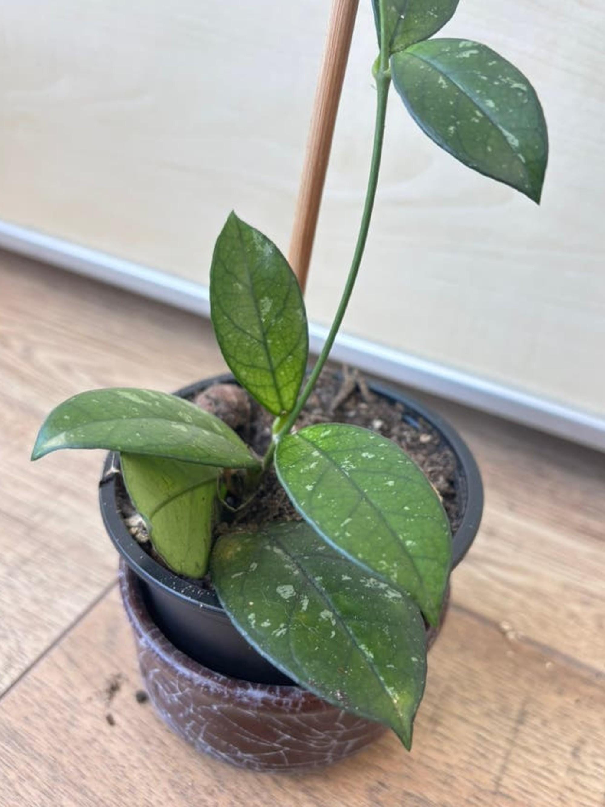 Hoya Crassipetiolata Splash cutting