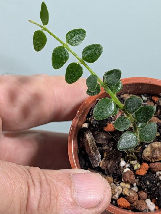 Hoya Pyrifolia cutting