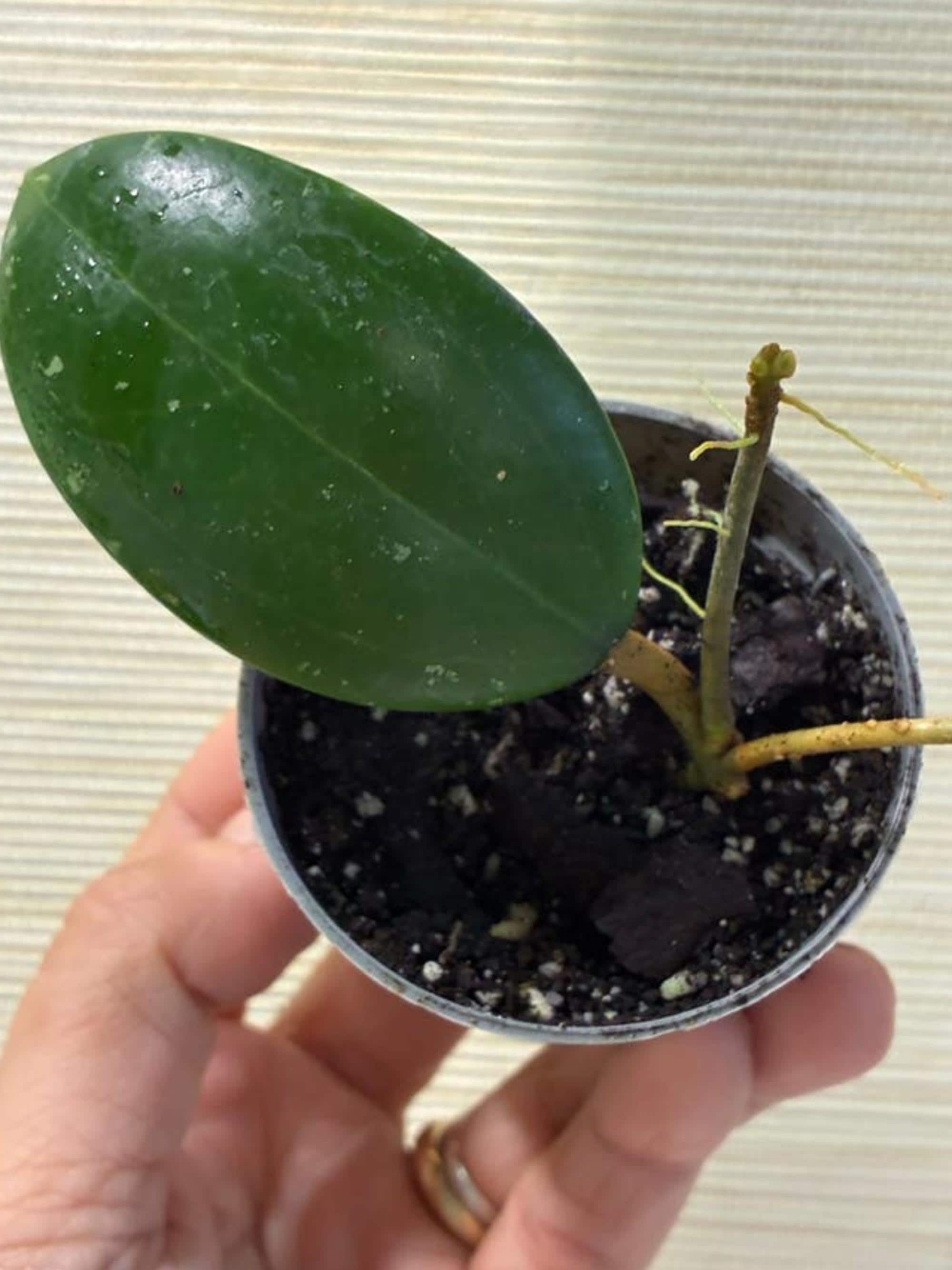 Hoya Verticillata Green cutting