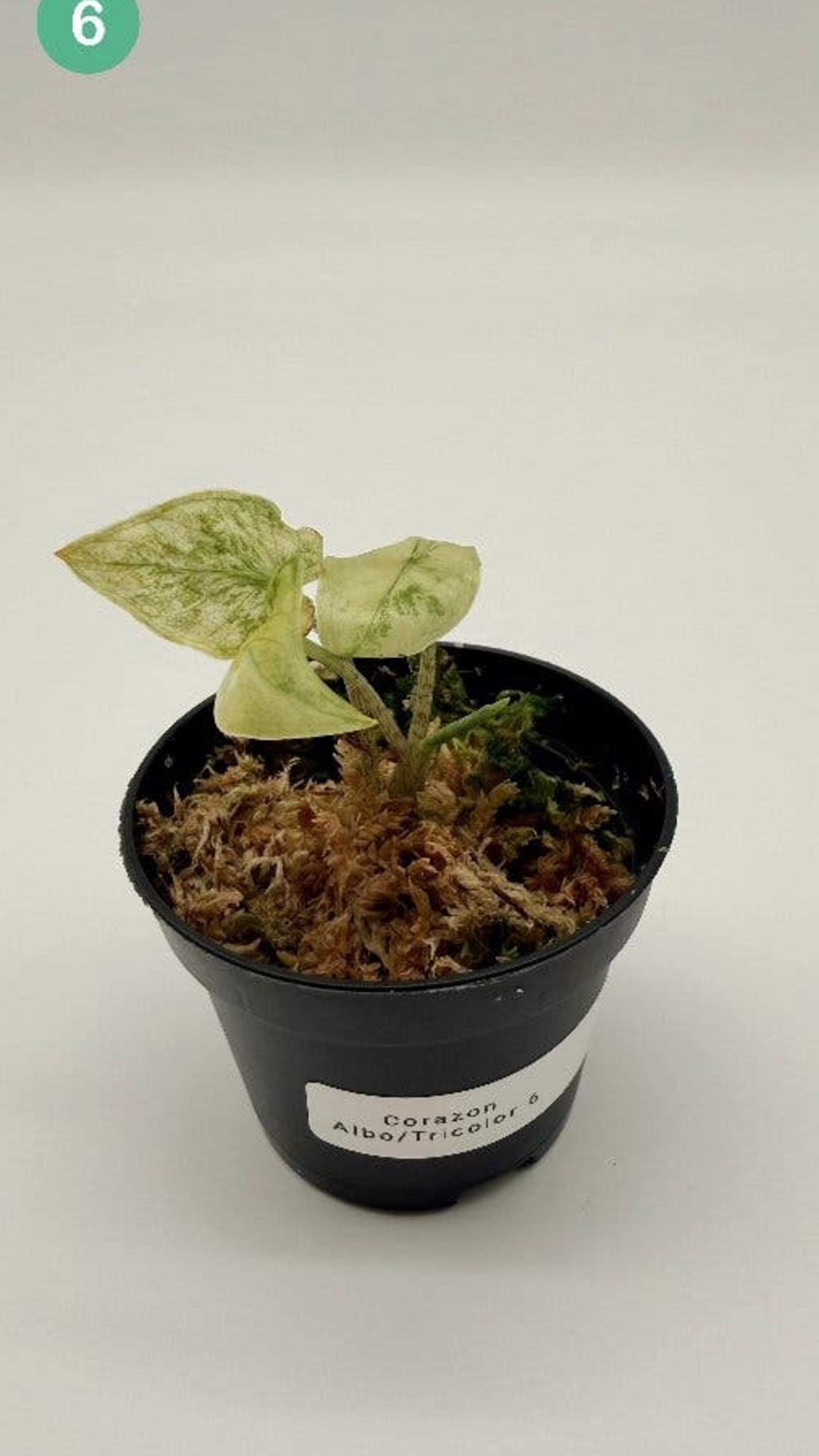 Alocasia Corazon Albo Tricolor bulb