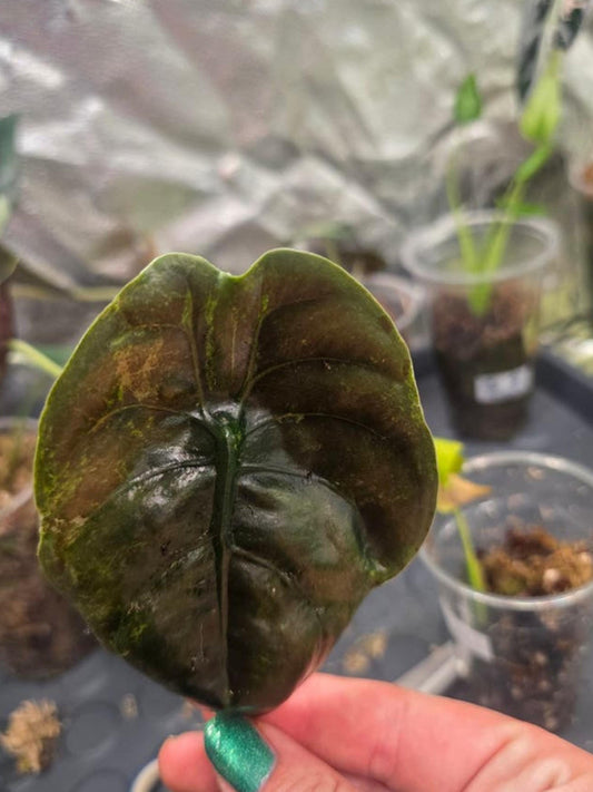 Alocasia Cuprea Mint Mutation bulb