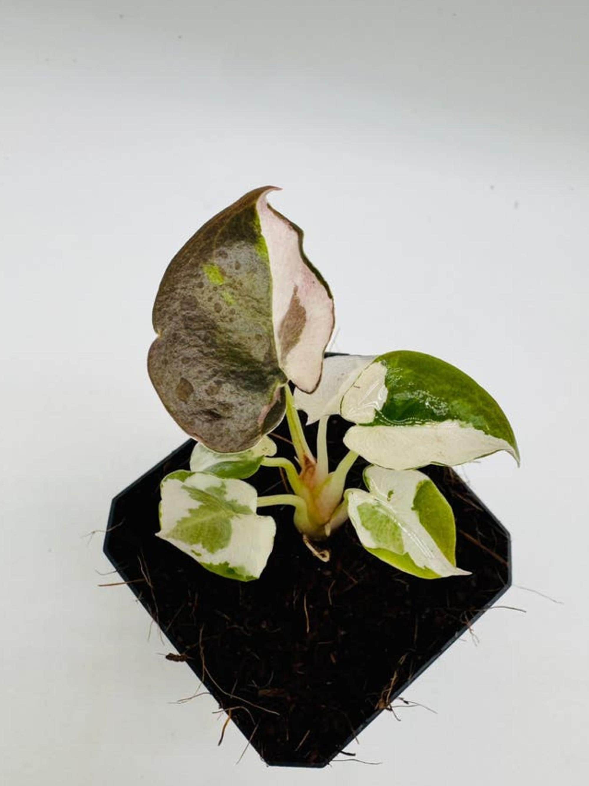 Alocasia Cuprea Super Pink Variegata bulb