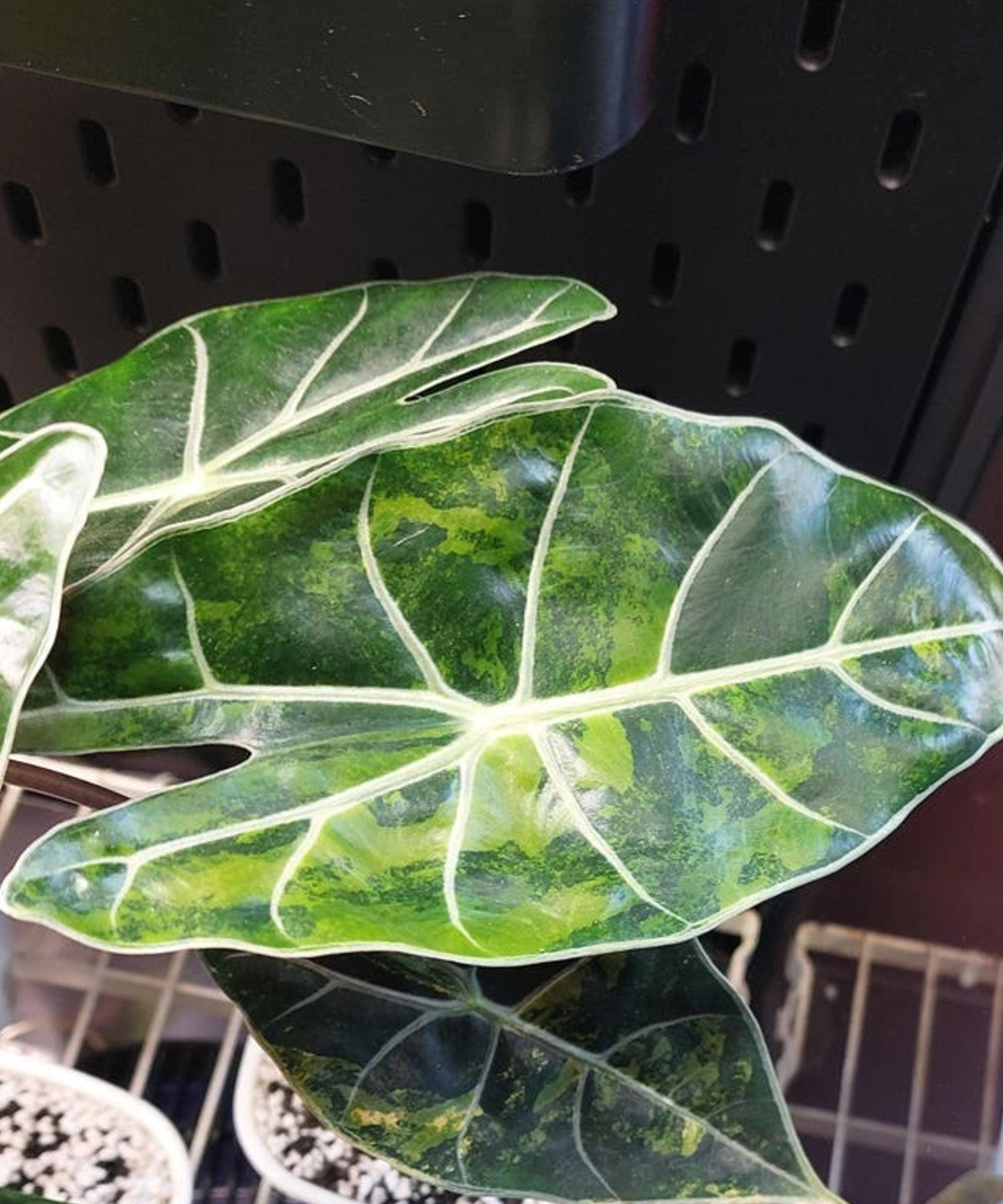 Alocasia Dragon's Tooth Aurea bulb