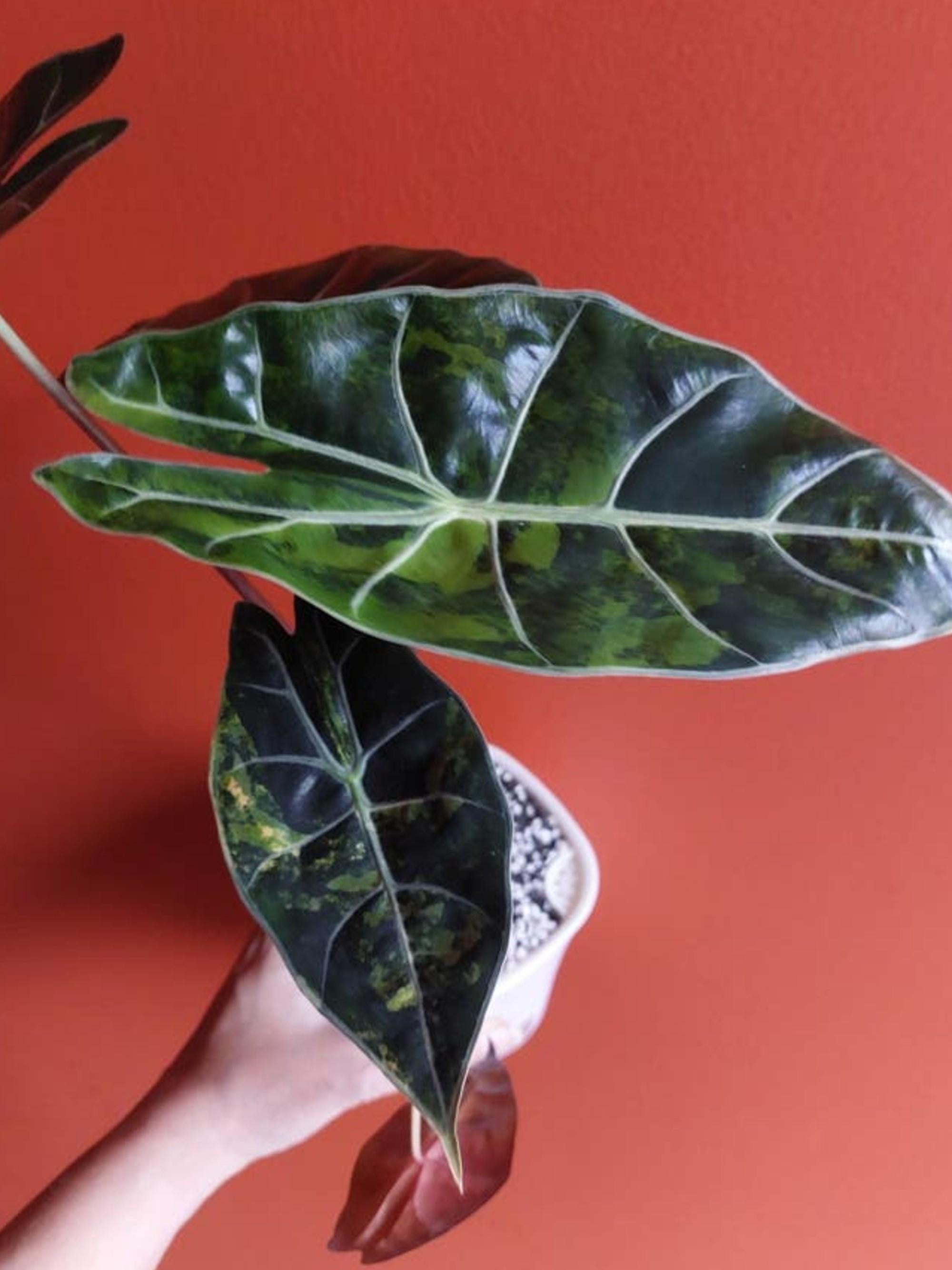Alocasia Dragon's Tooth Aurea bulb