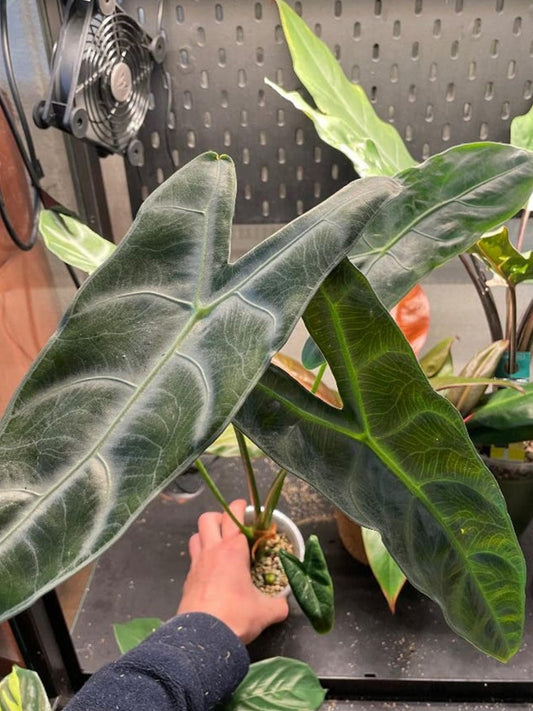 Alocasia Longiloba Silver bulb
