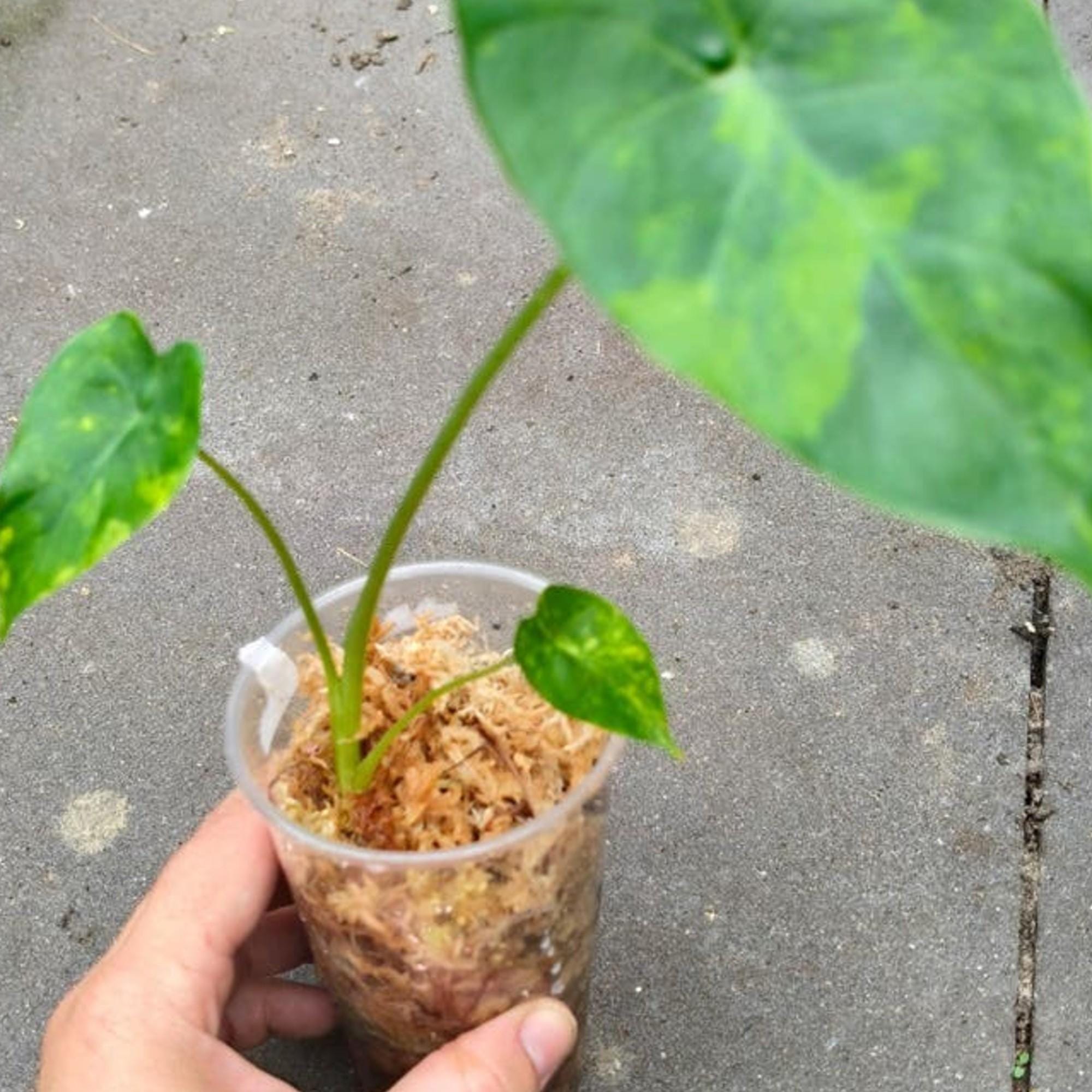 Alocasia Odora Yellow Variegata bulb