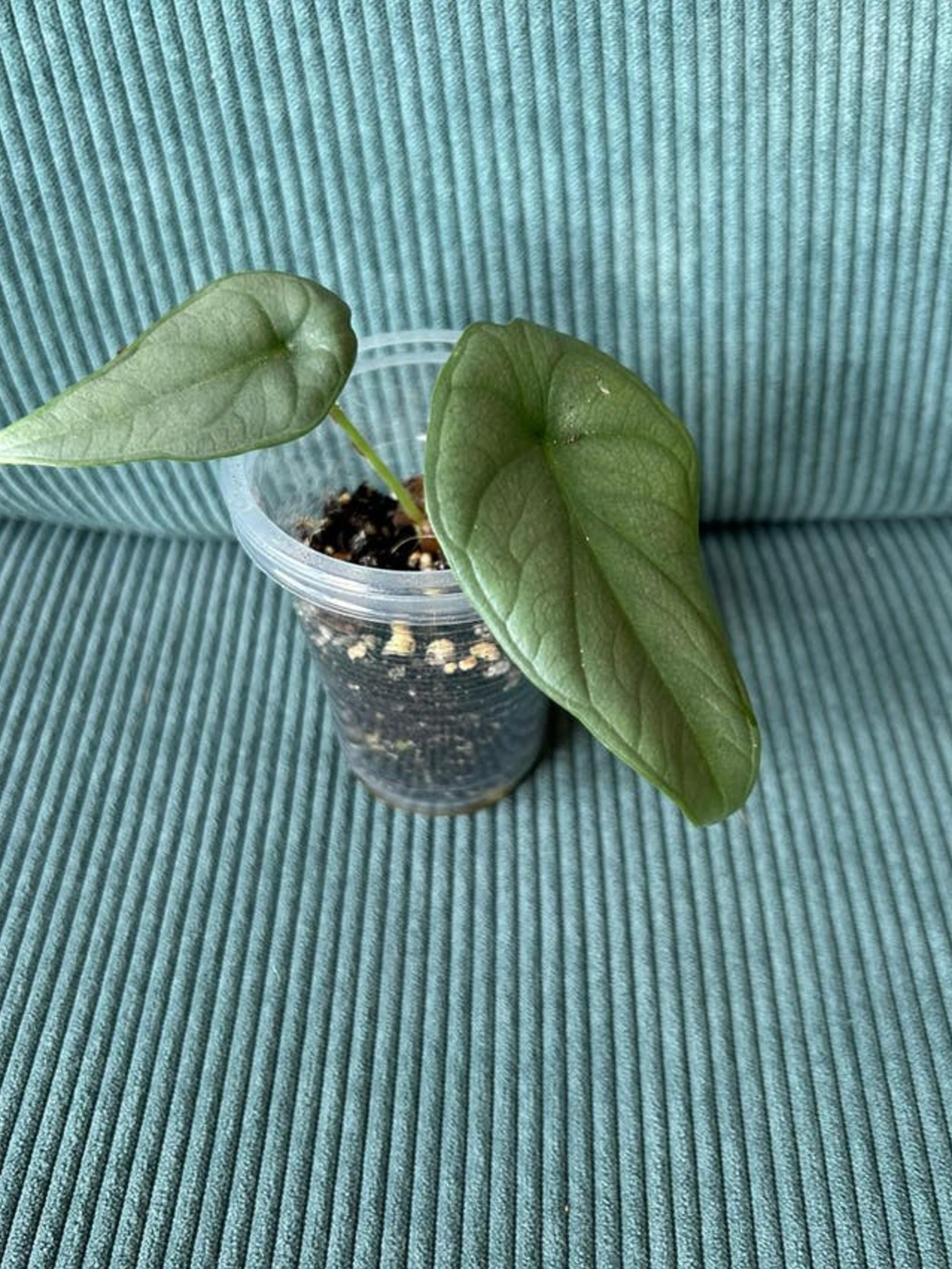 Alocasia Red Grey bulb
