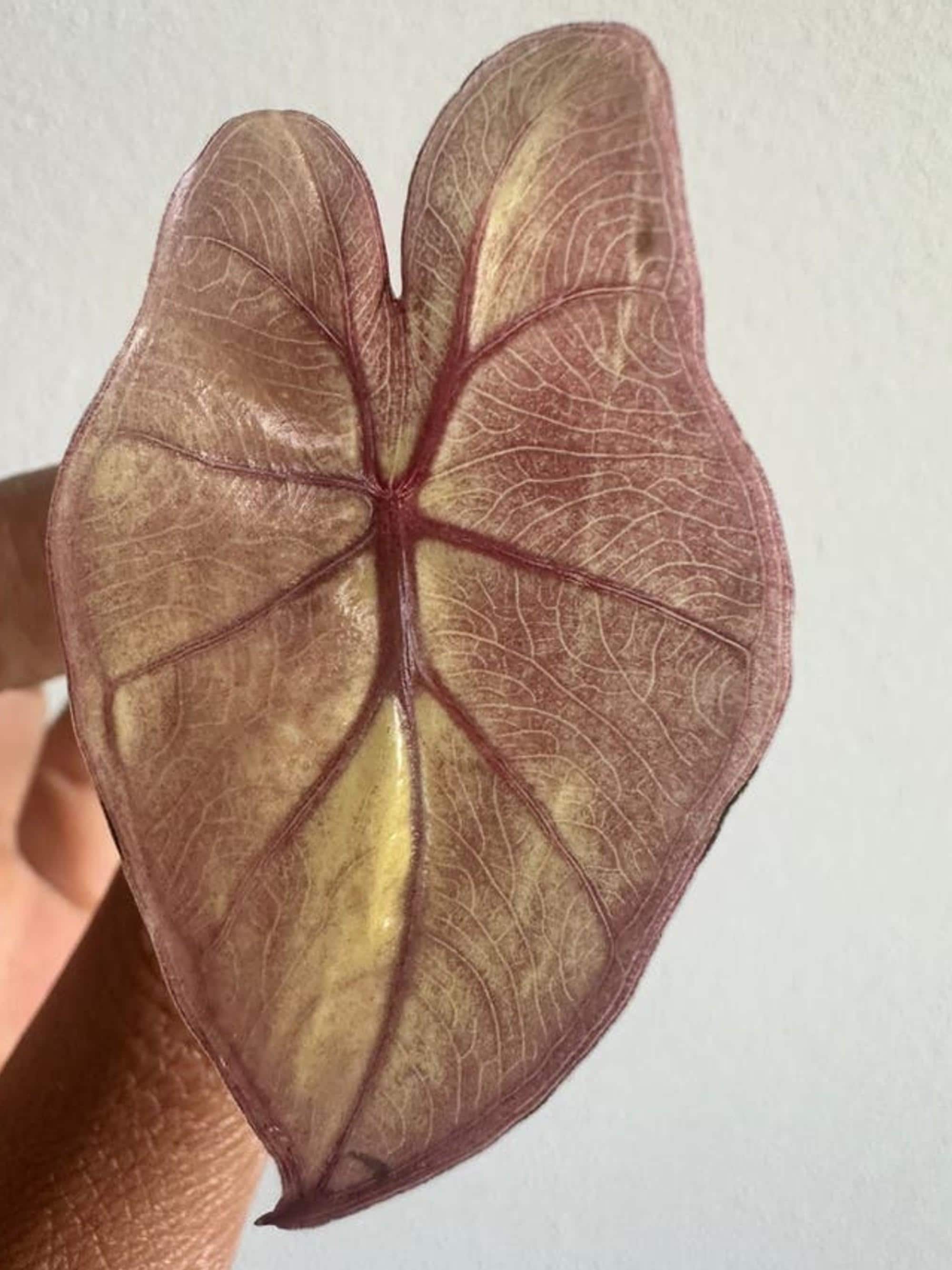 Alocasia Serendipity Pink bulb