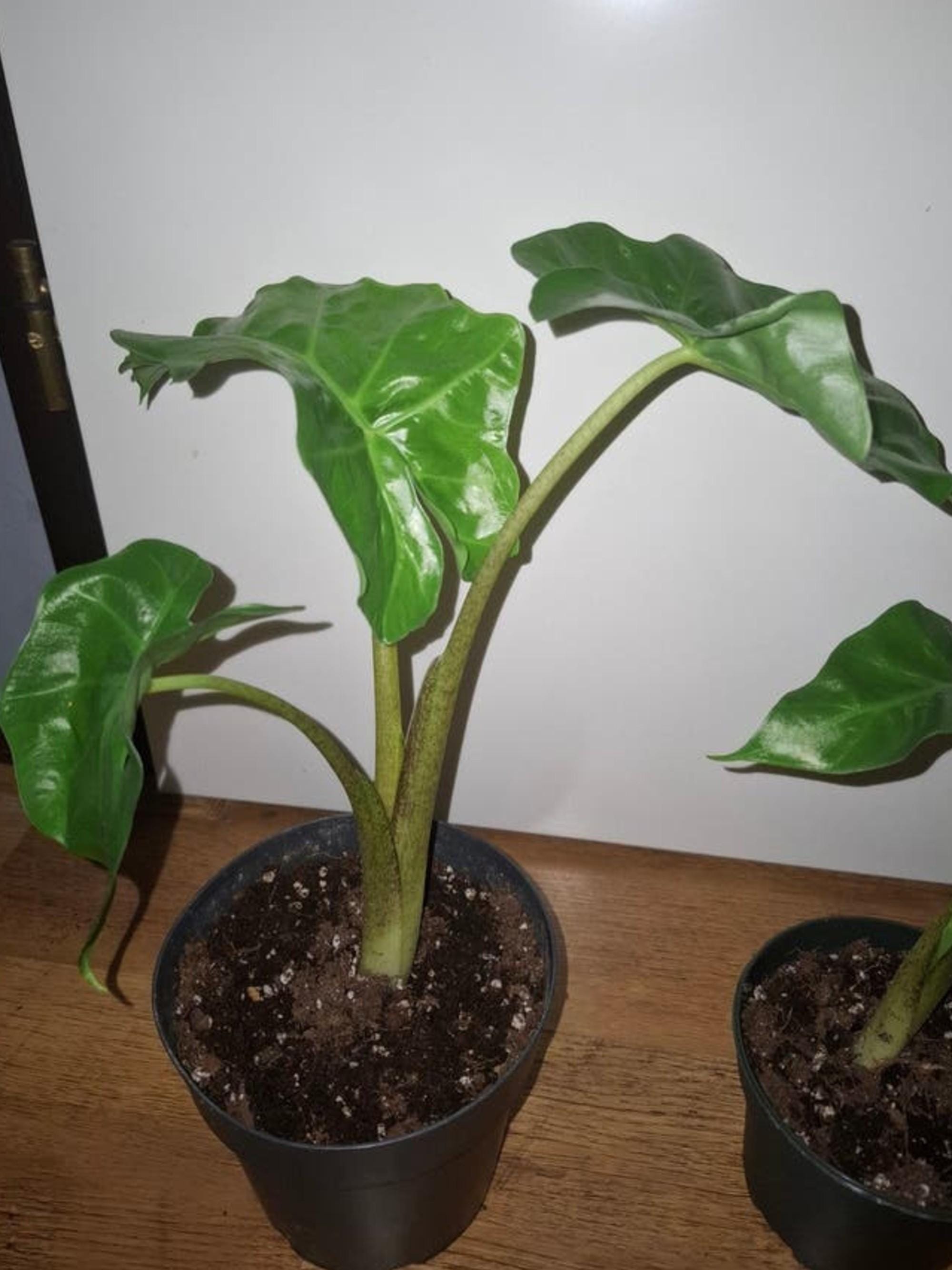 Alocasia Portodora bulb