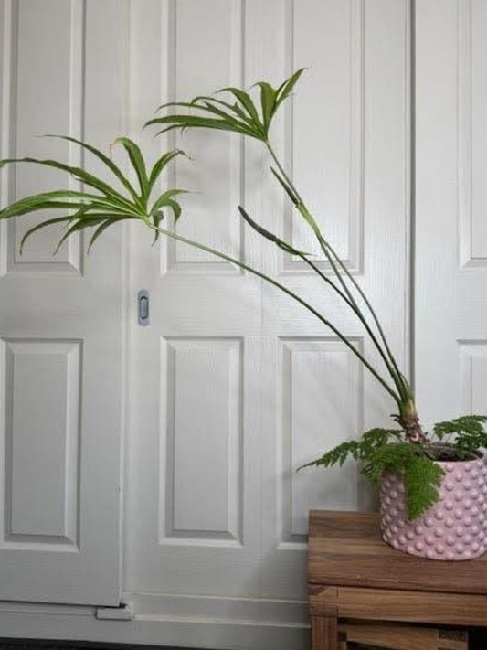 Anthurium Pedatoradiatum Fingers cutting