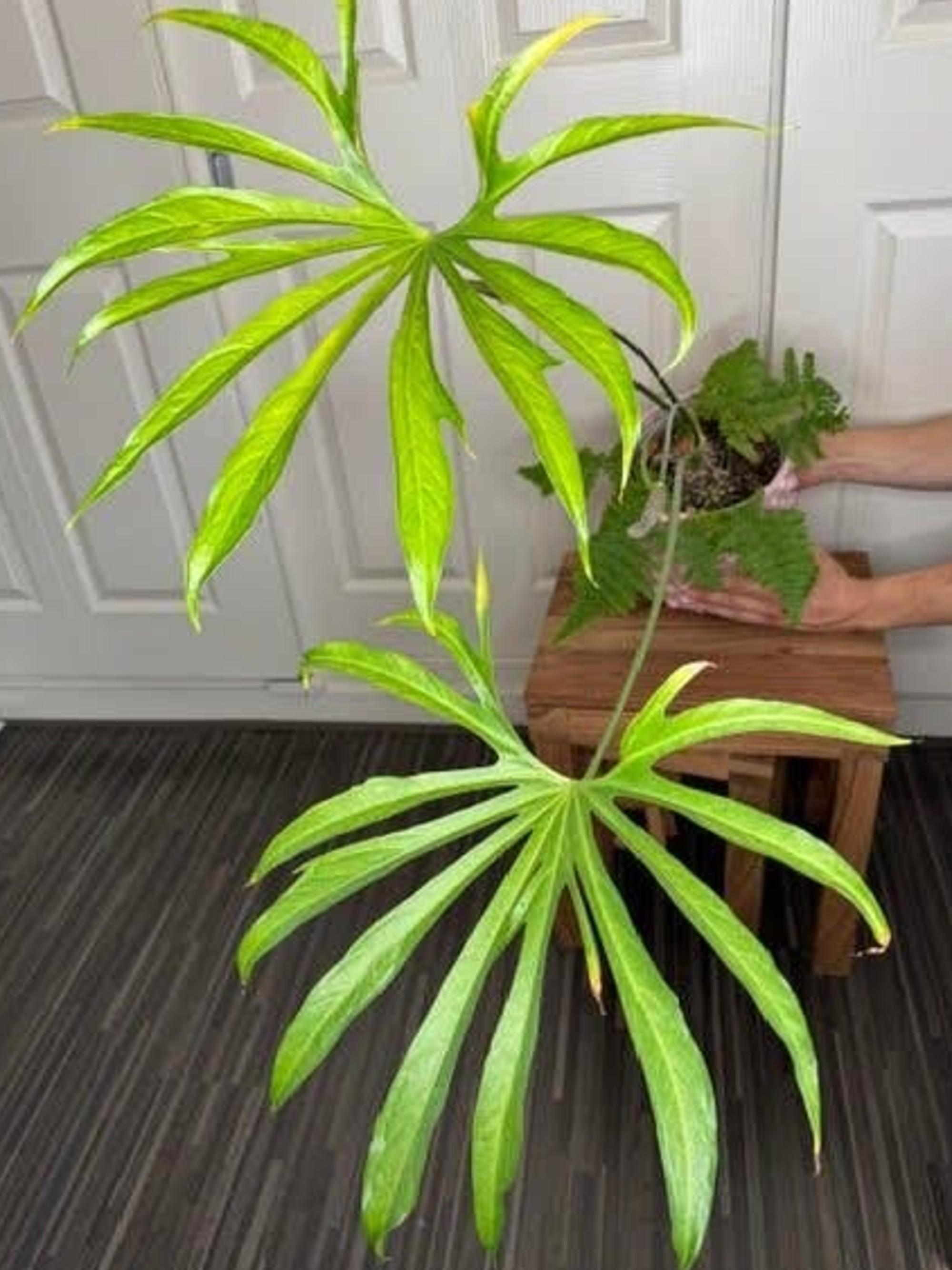 Anthurium Pedatoradiatum Fingers cutting