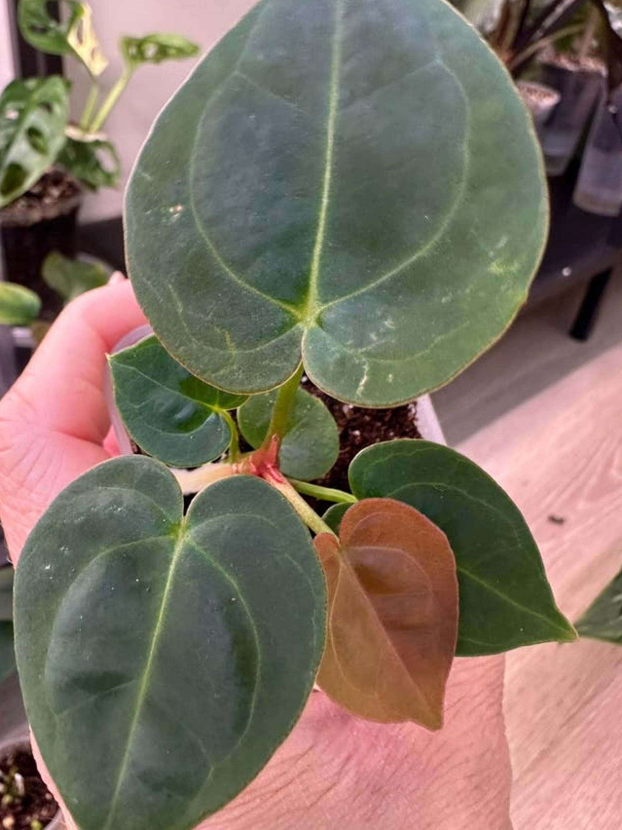Anthurium Hofmanii Red cutting