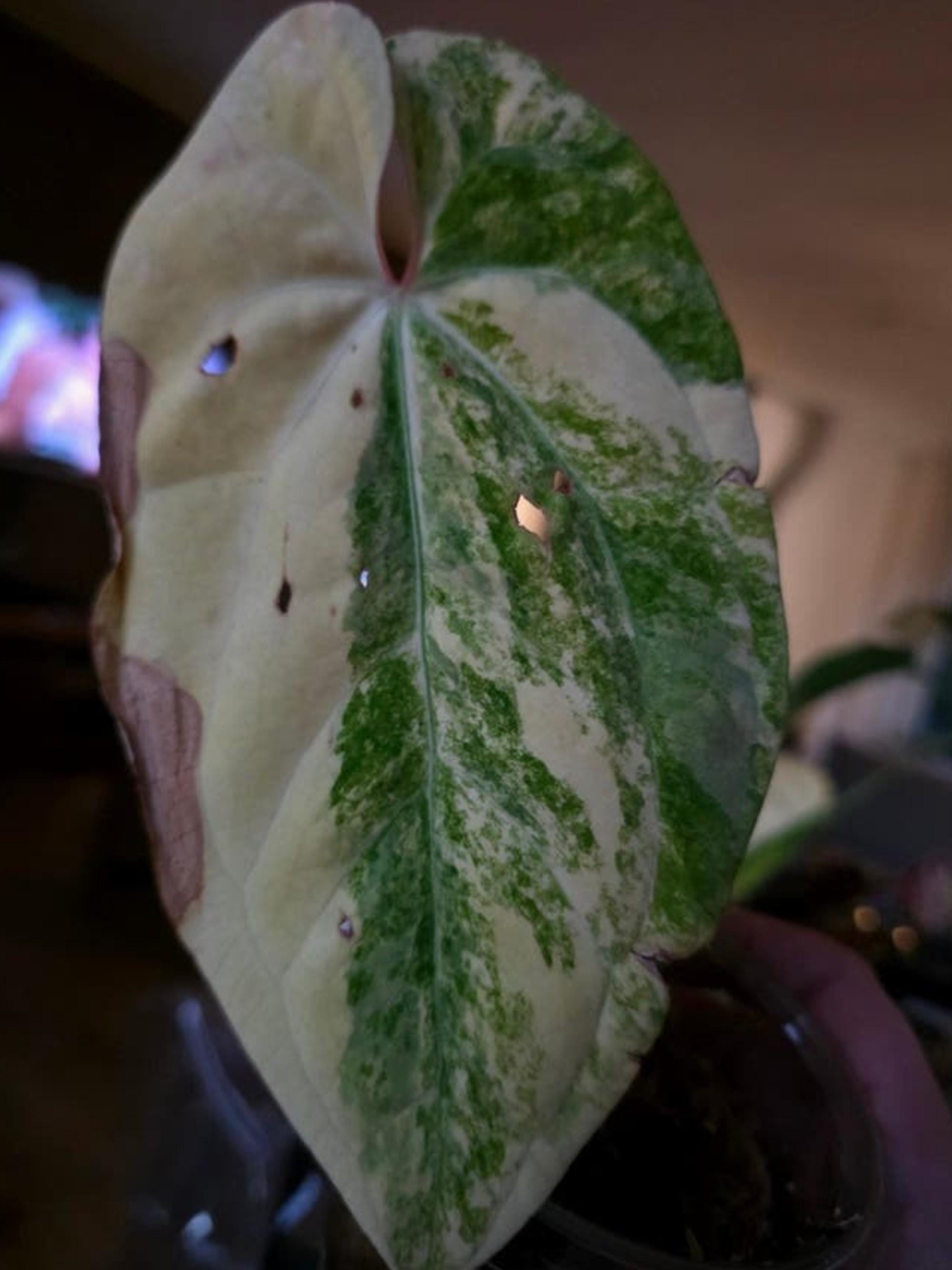 Anthurium Papillilaminum Variegata cutting