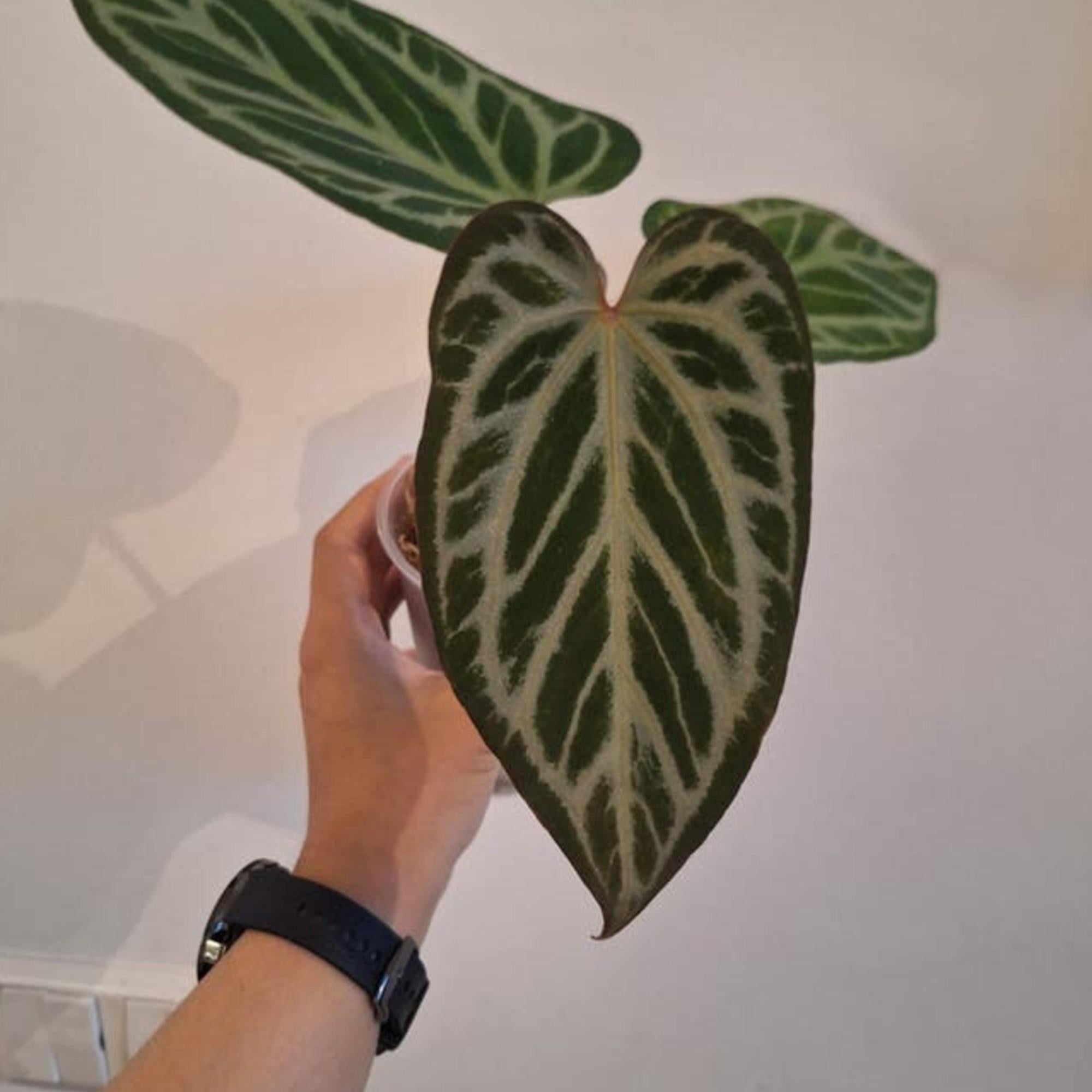 Anthurium Silver Butterfly x Red Crystallinum cutting