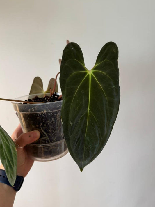 Anthurium Papillilaminum Guna Yala cutting